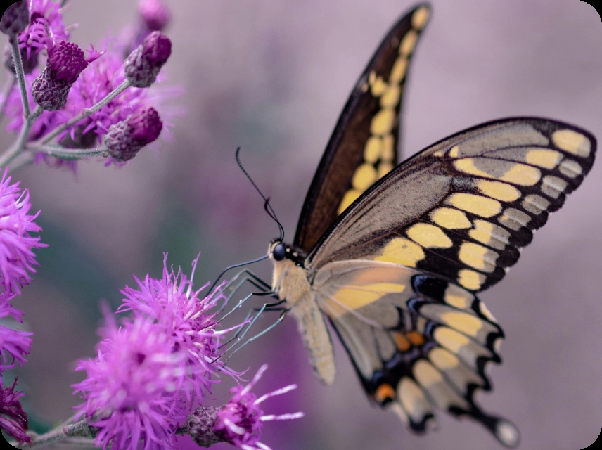 Butterfly Wing Color Palettes