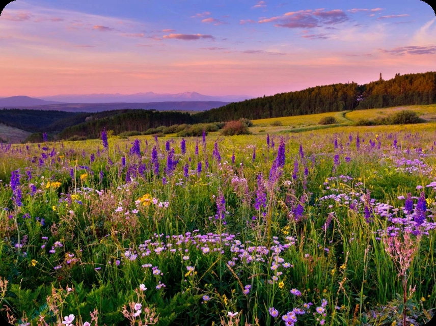 Meadow Color Palettes
