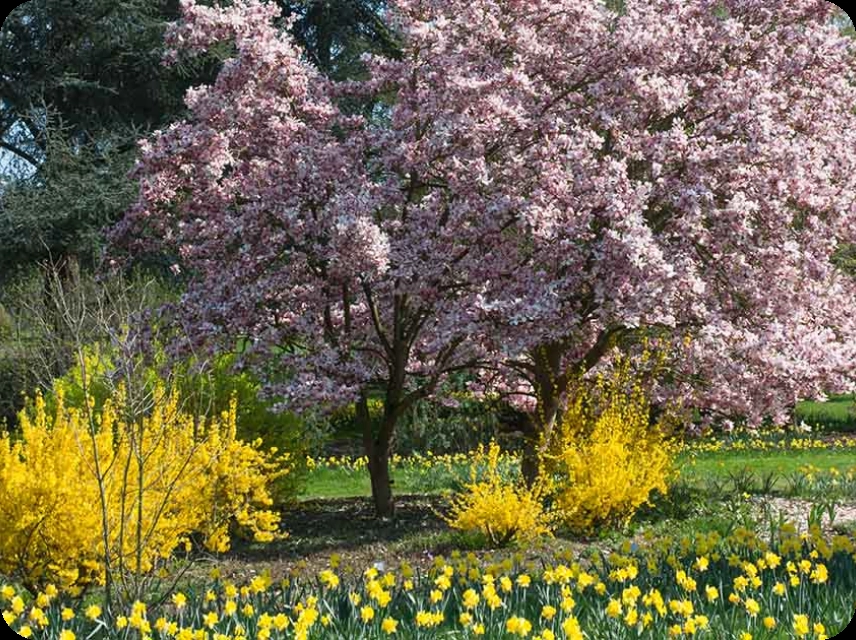 Spring Bloom Color Palettes