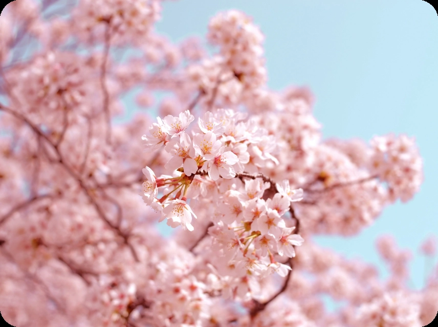 Spring Color Palettes