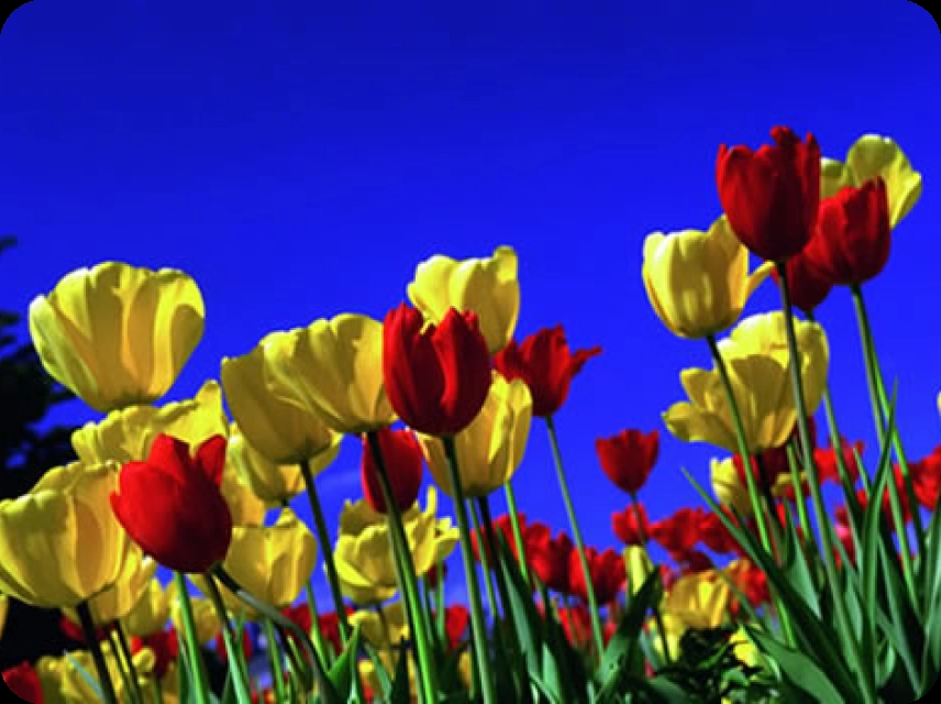 Triadic Color Palettes