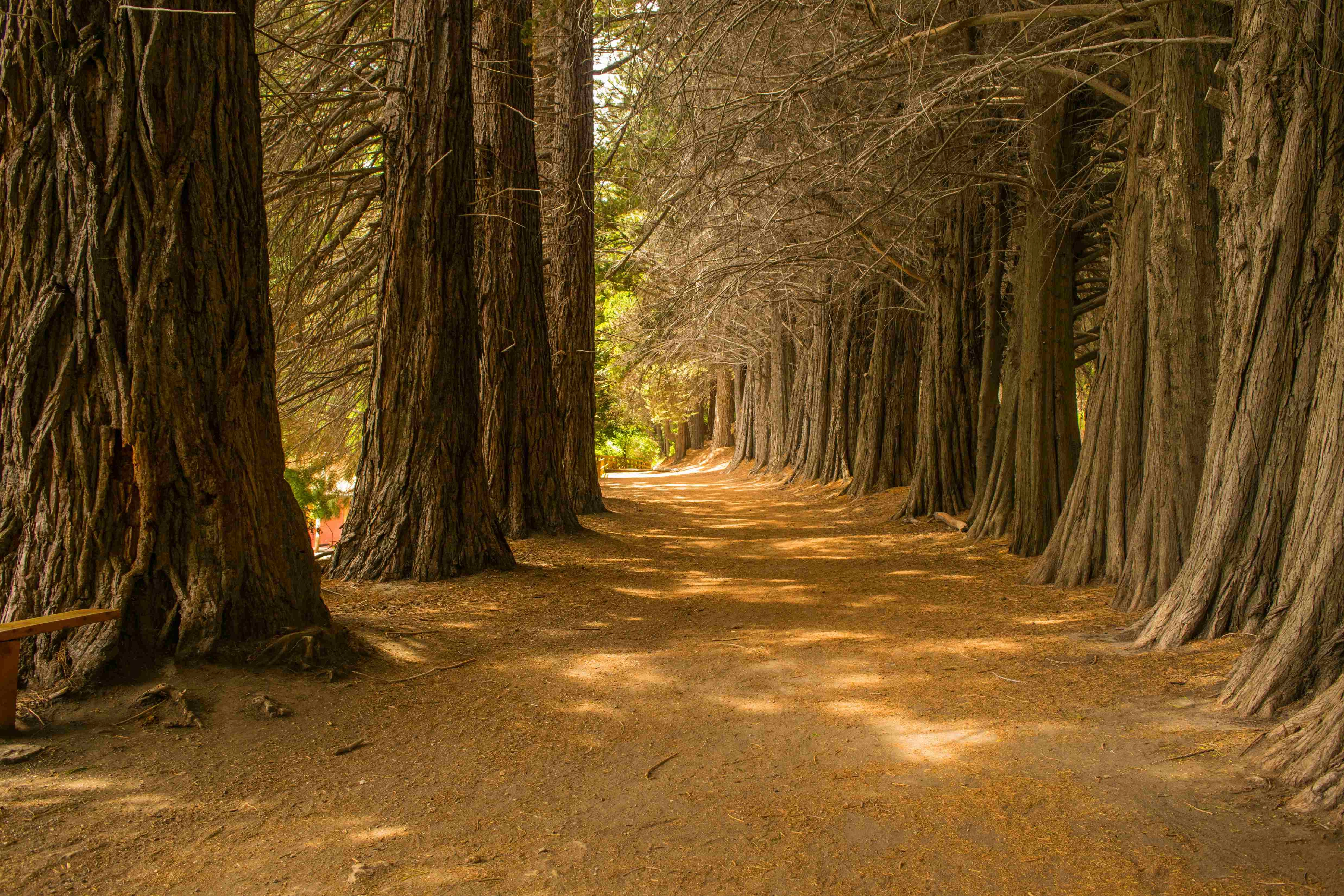 Majestic Redwood Forest Path