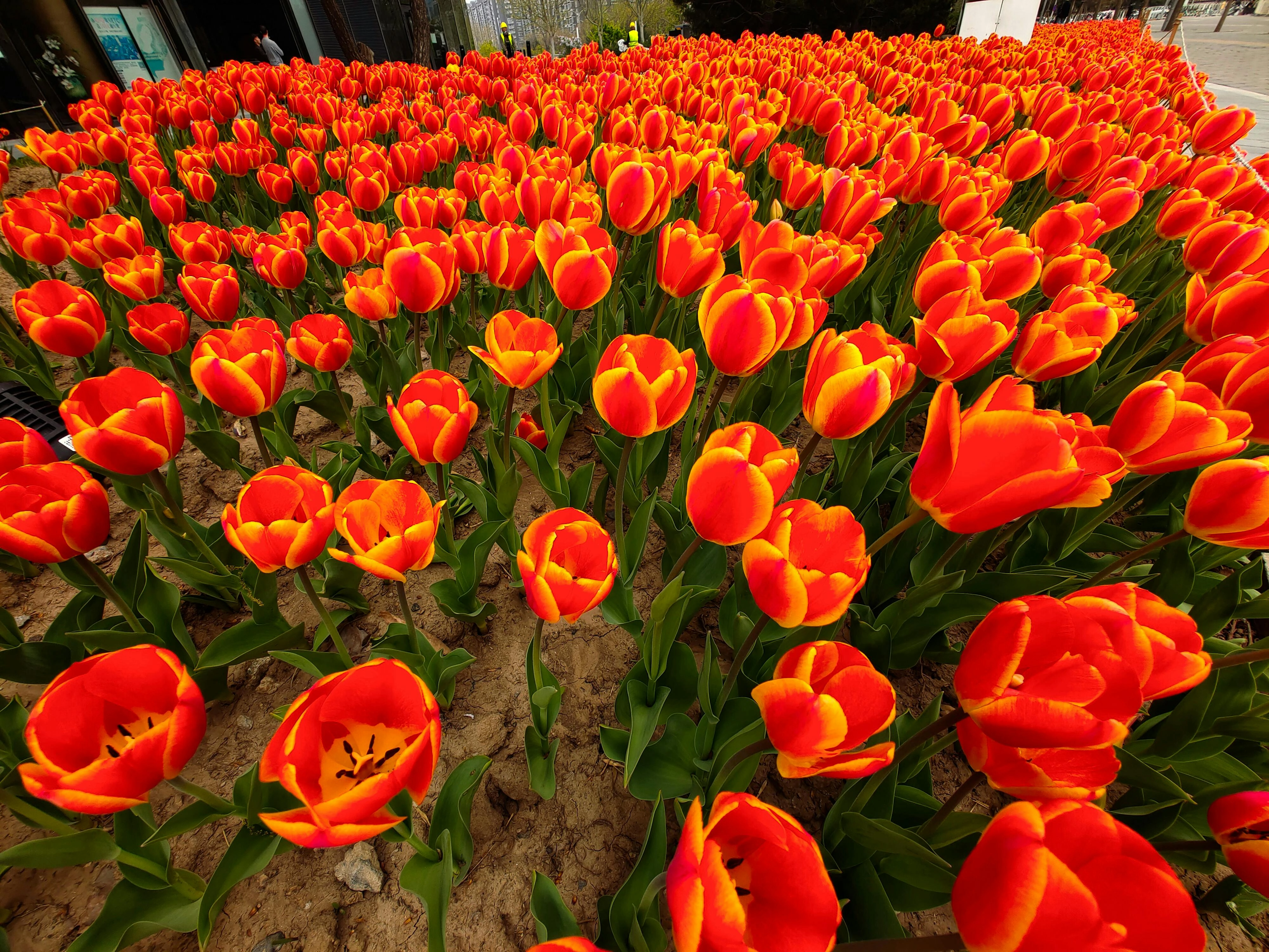 Vibrant Red Tulip Field Vibrant Red Tulip Field