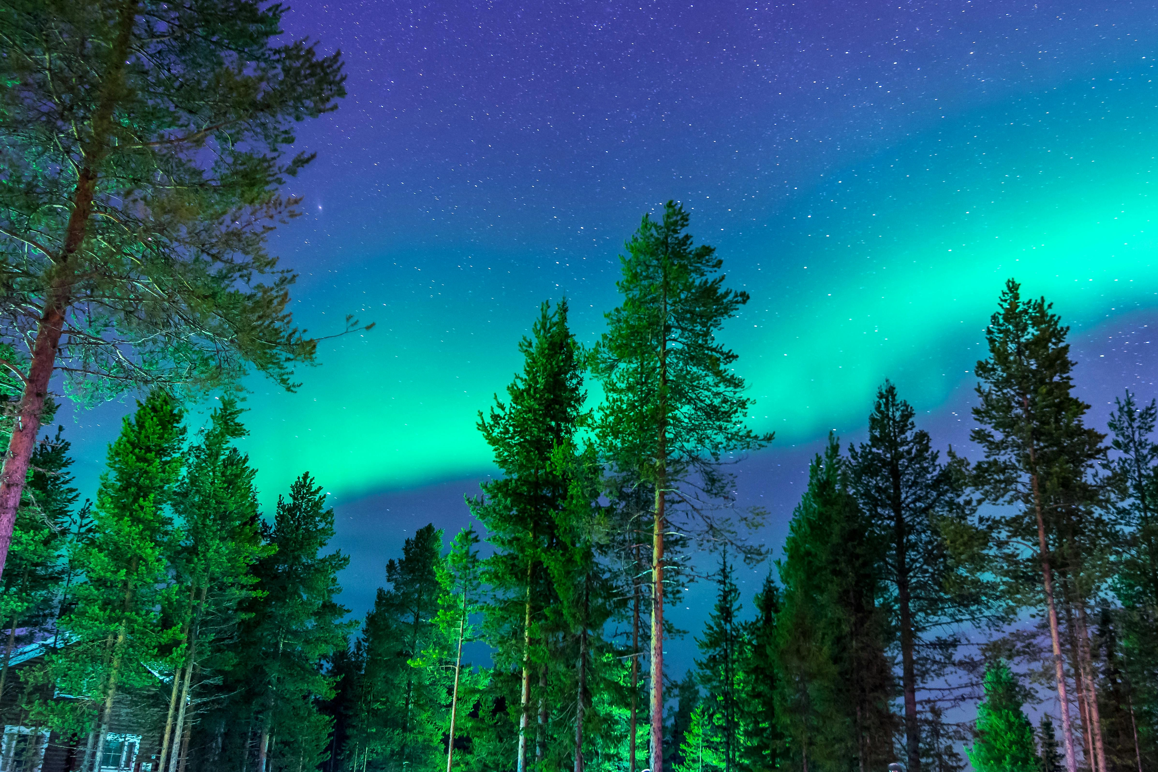 Aurora Borealis Over Forest