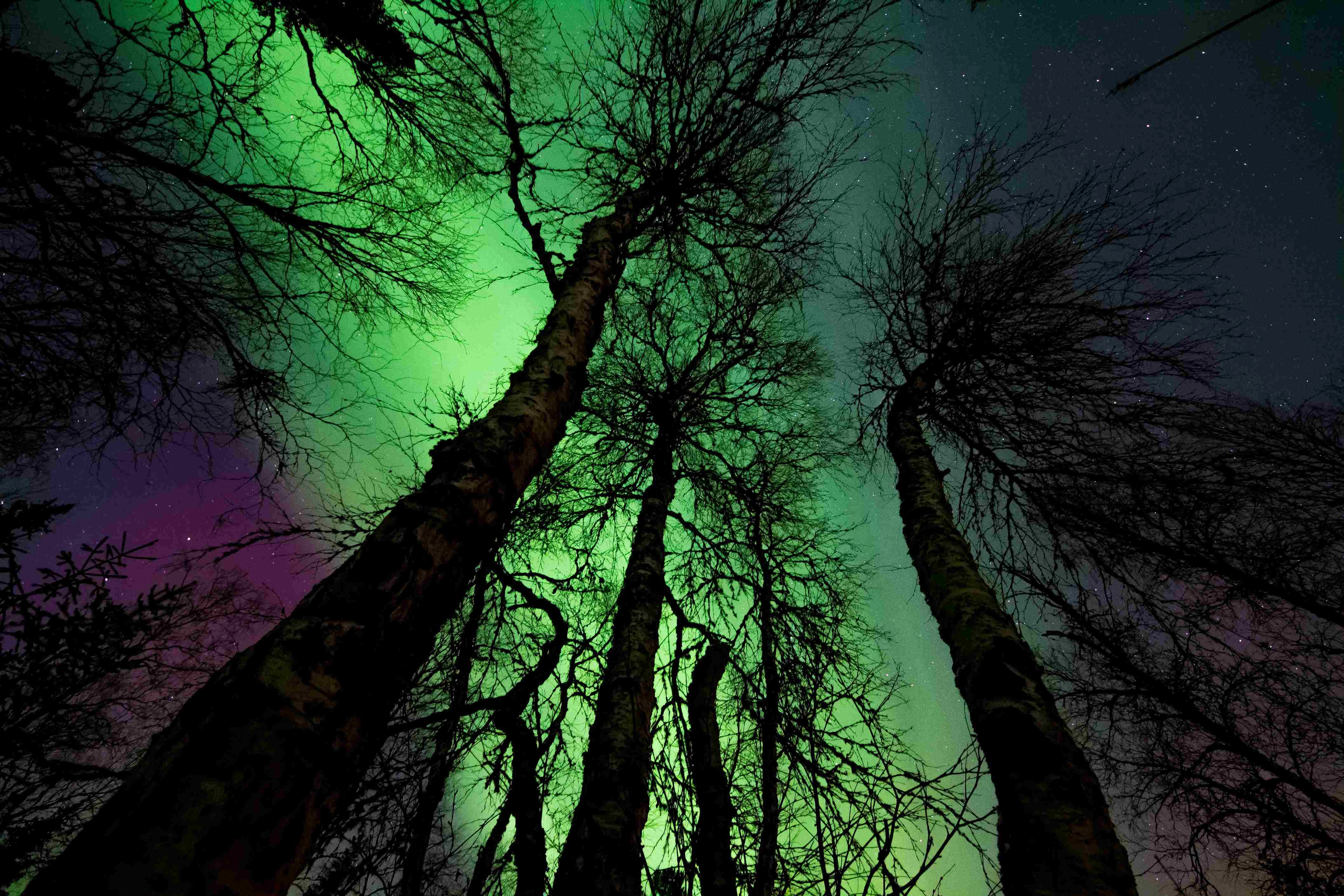 Aurora Through Forest Canopy
