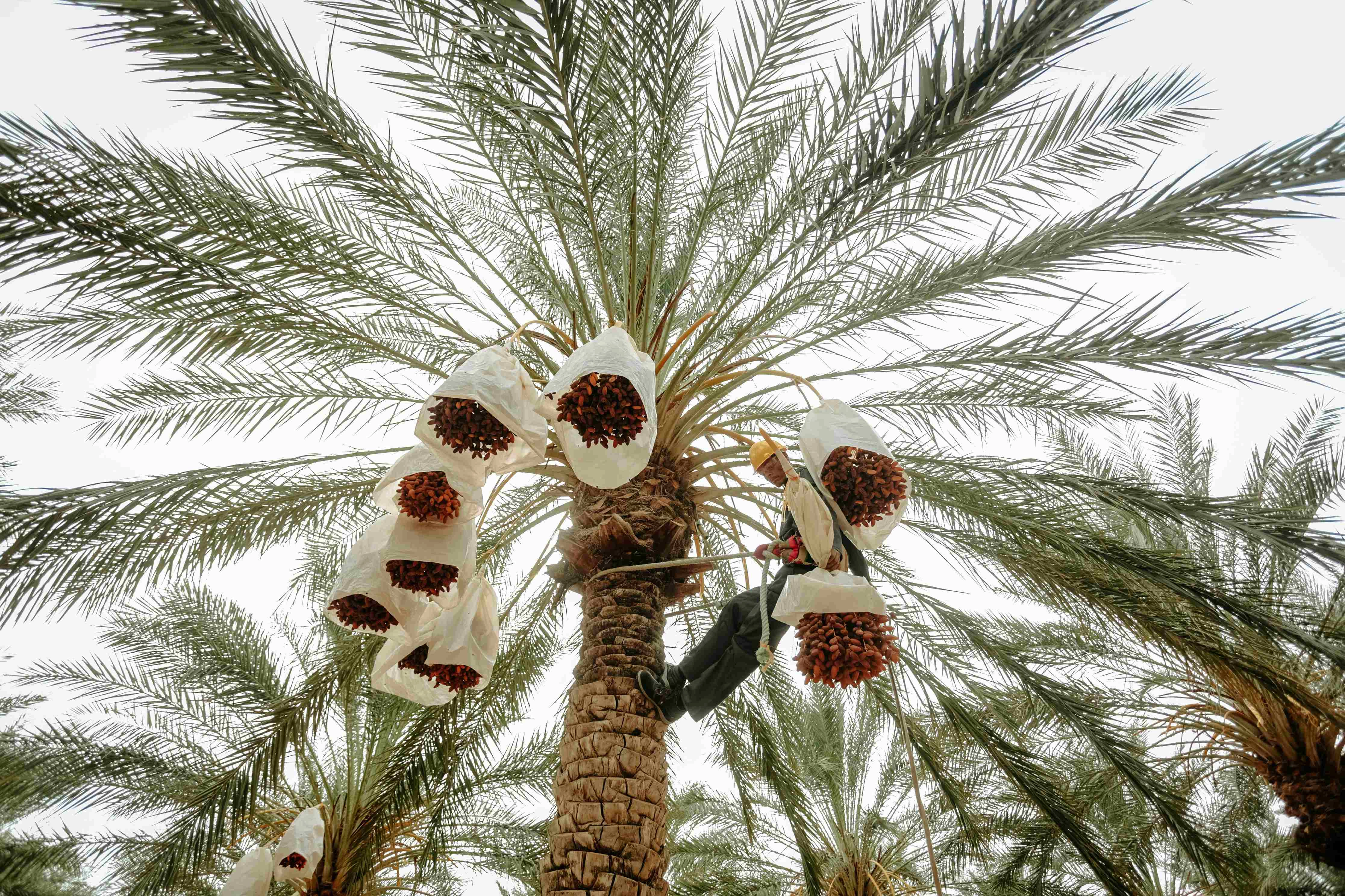 Date Palm Fruit Harvest Date Palm Fruit Harvest