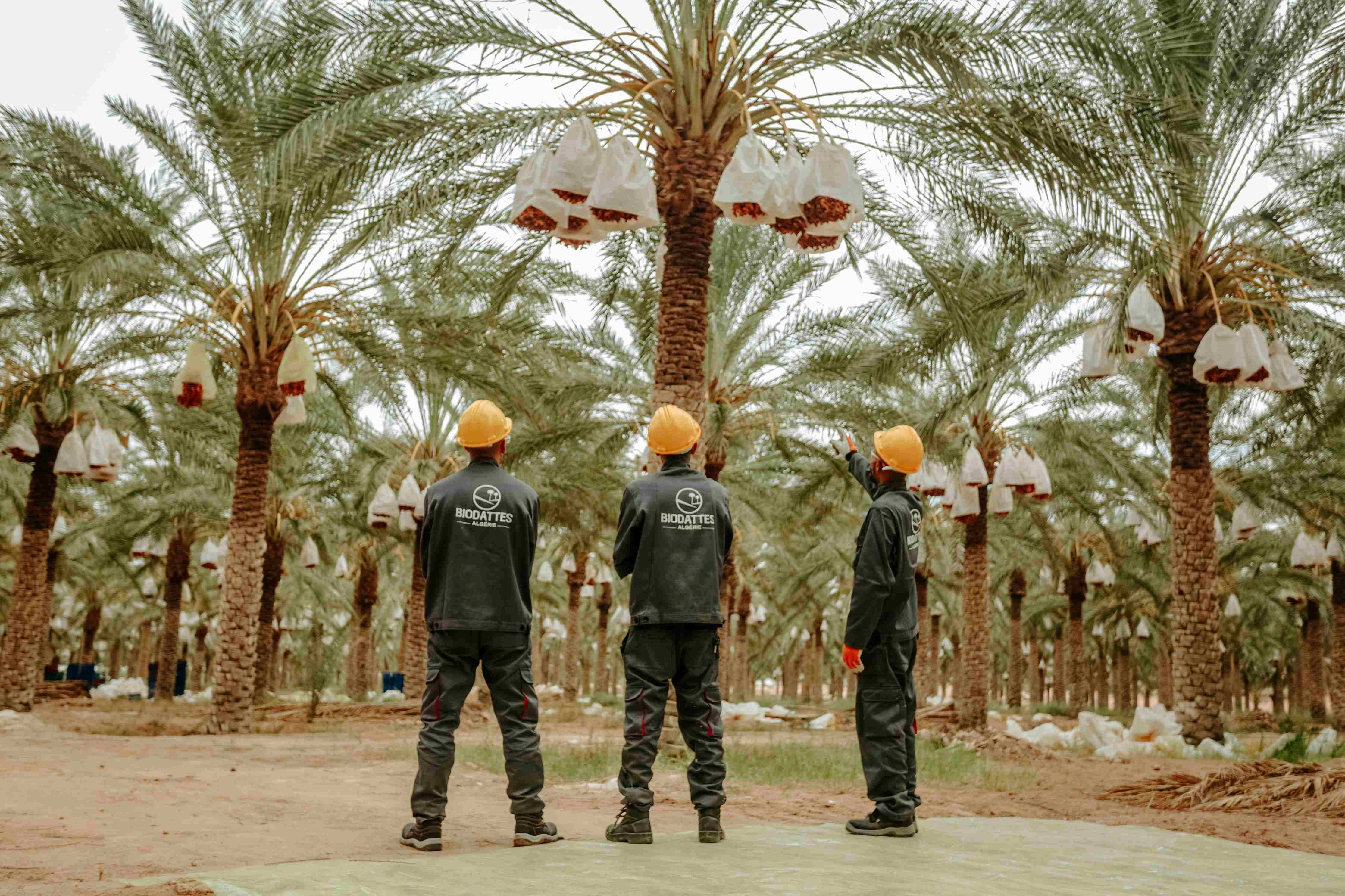 Date Palm Plantation Workers Date Palm Plantation Workers
