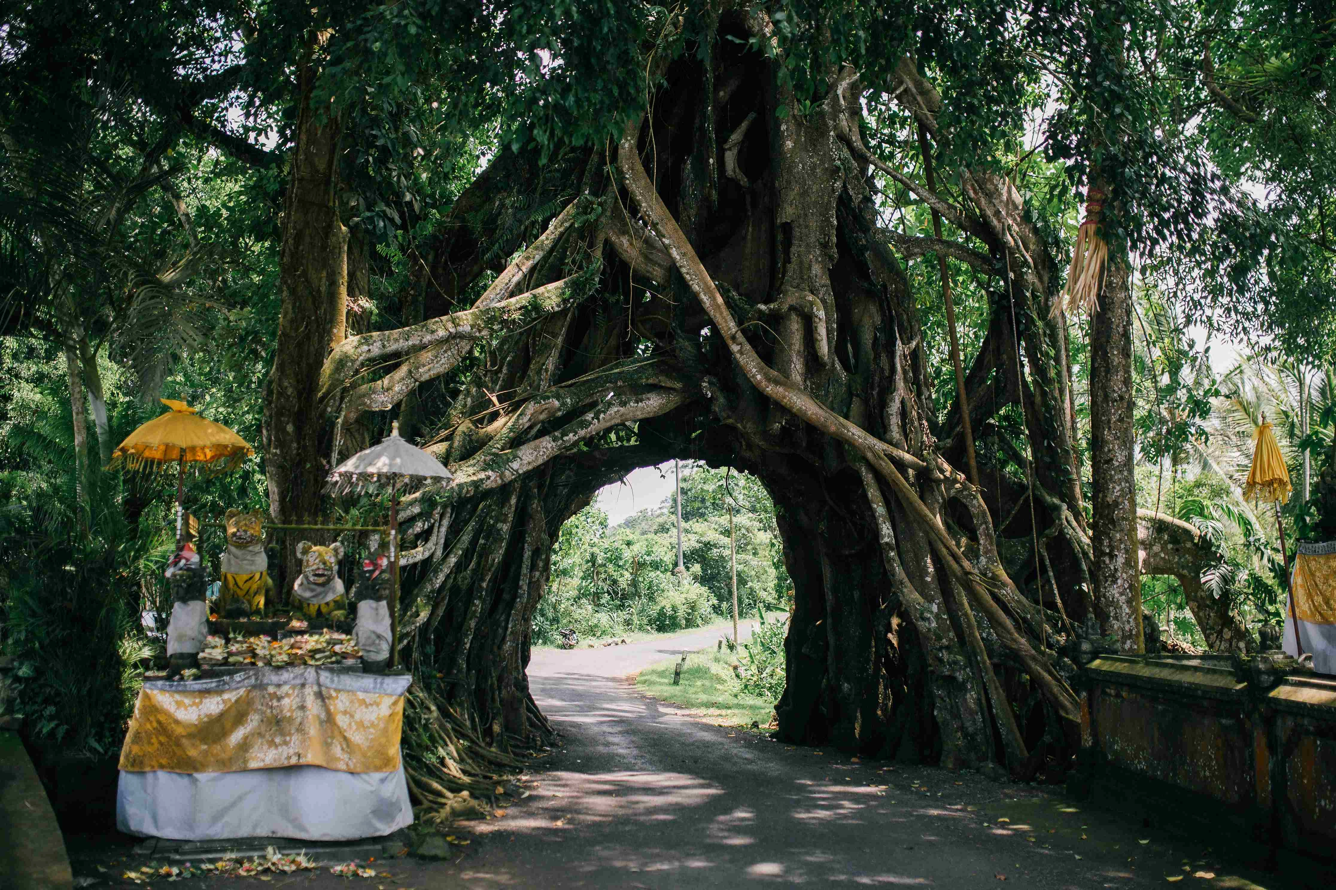 Mystical Jungle Temple Archway