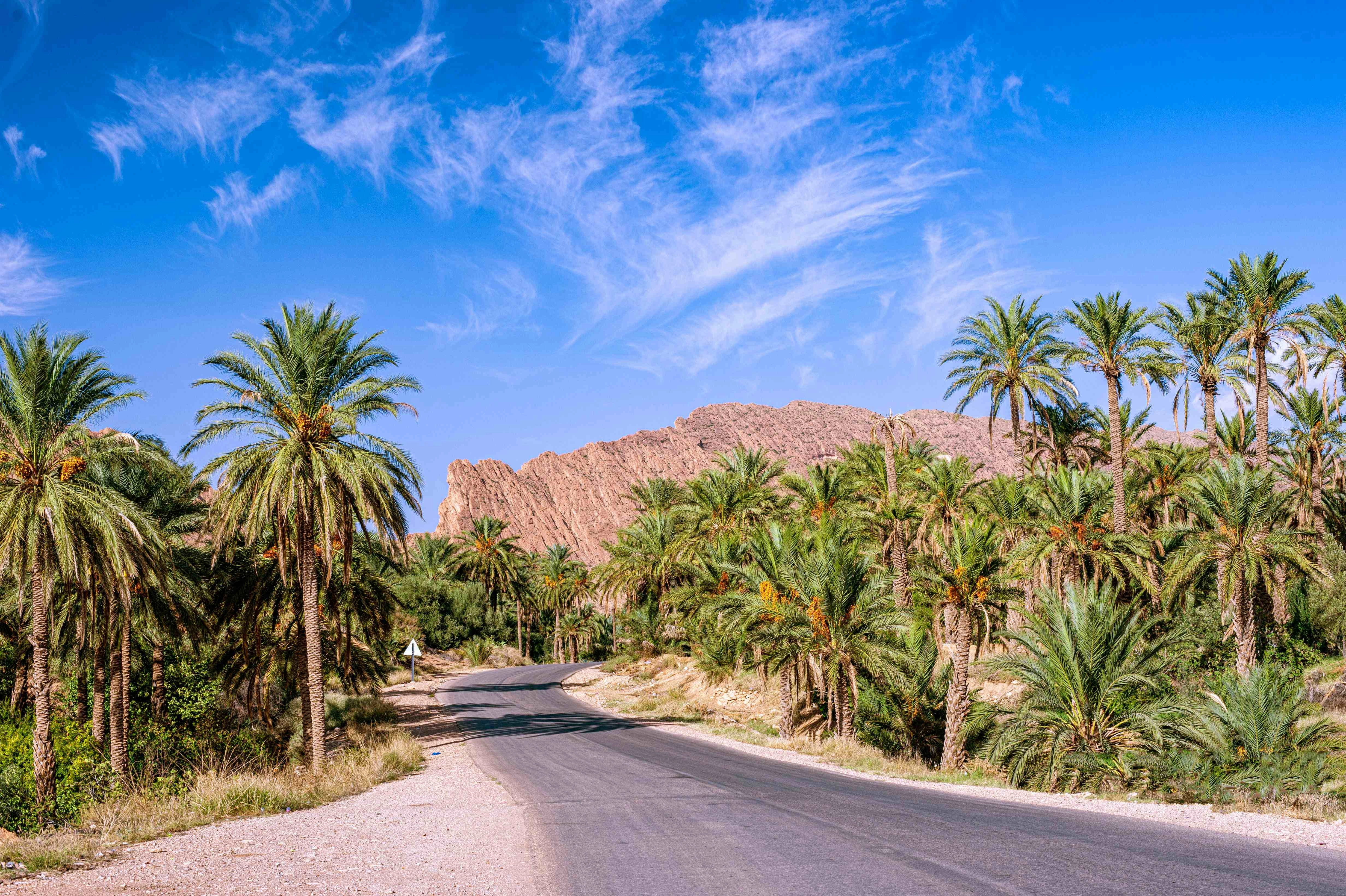 Oasis Road through Palms Oasis Road through Palms