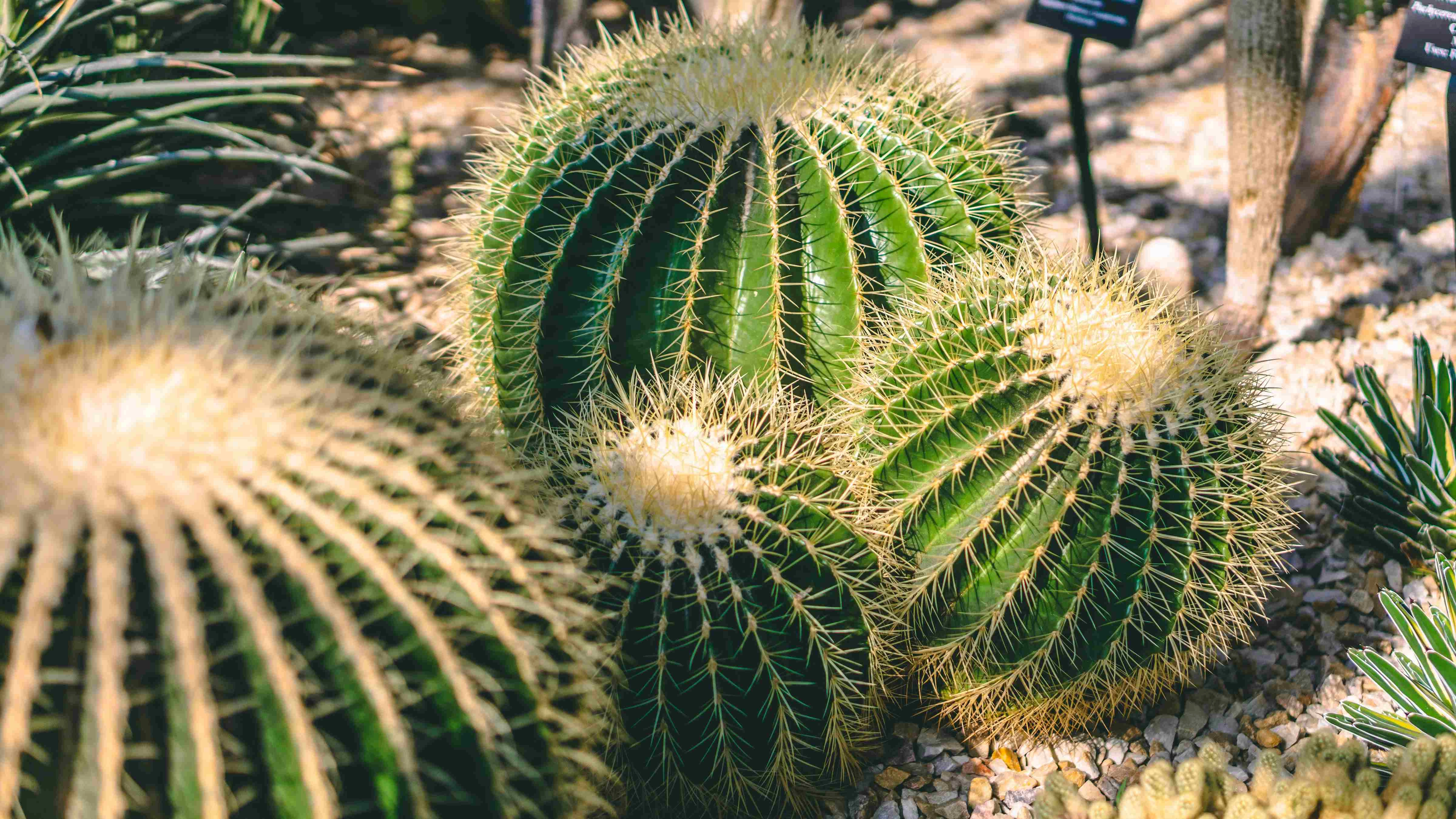 Spiky Desert Cactus Close-up