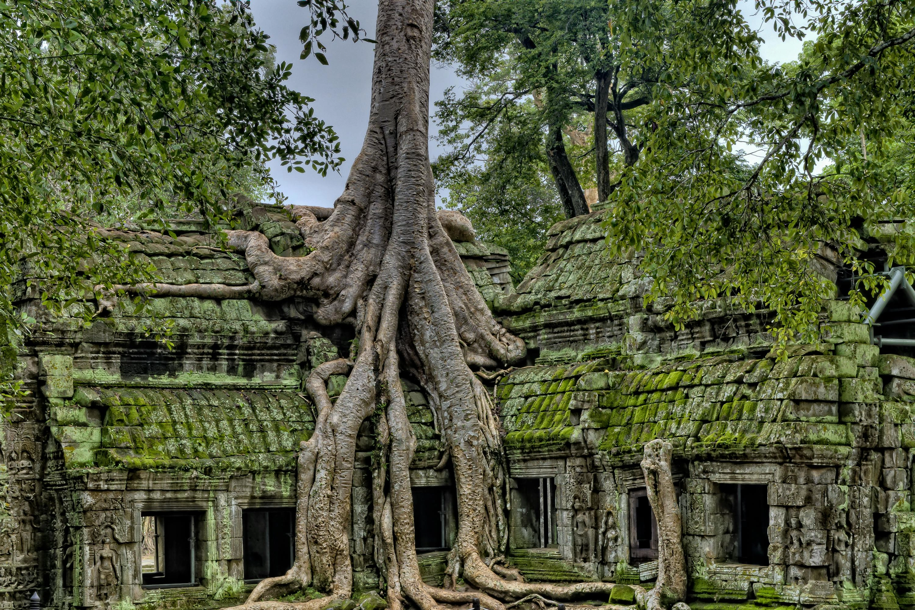 Ancient Temple Tree Overgrowth