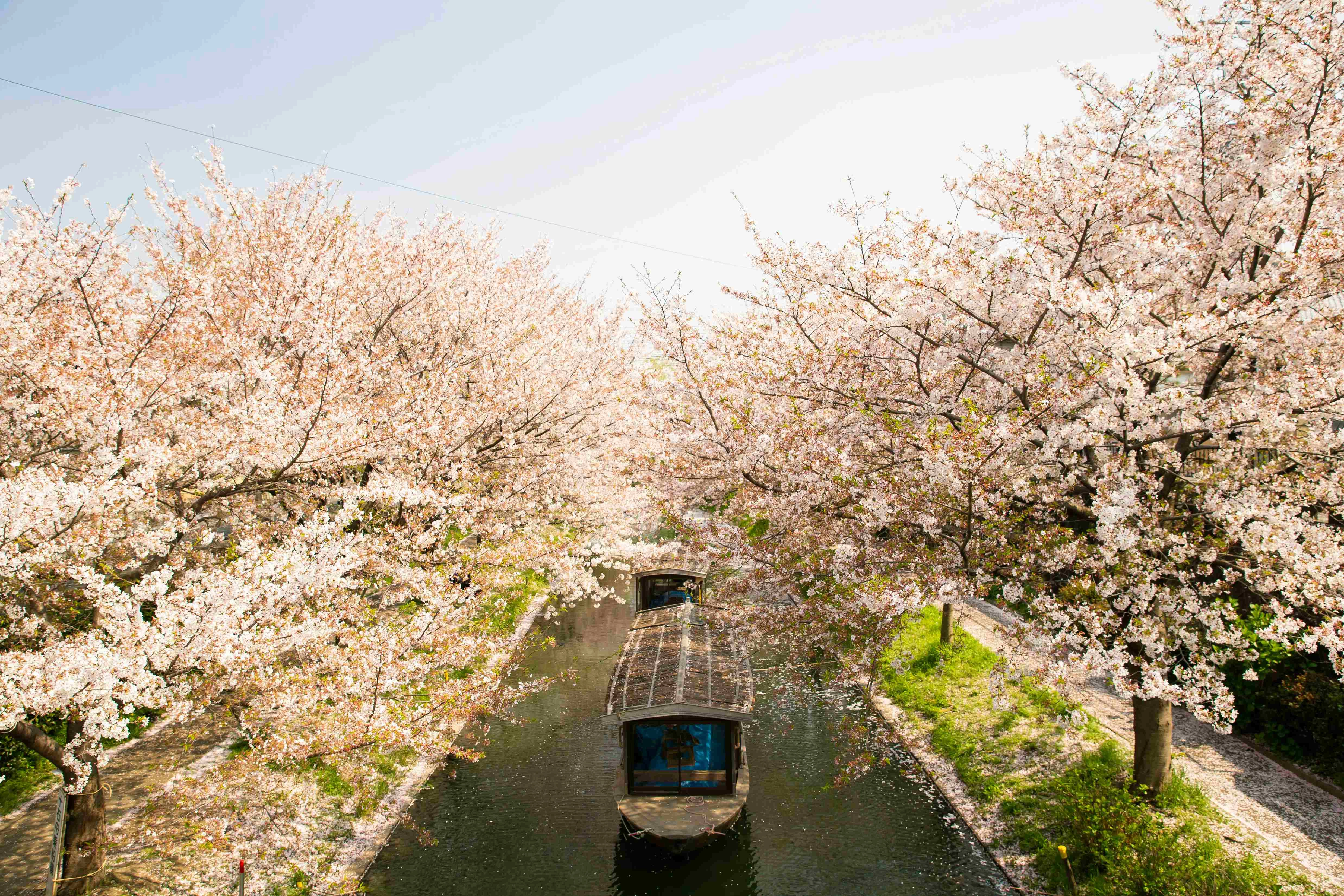 Cherry Blossom Canal Boat