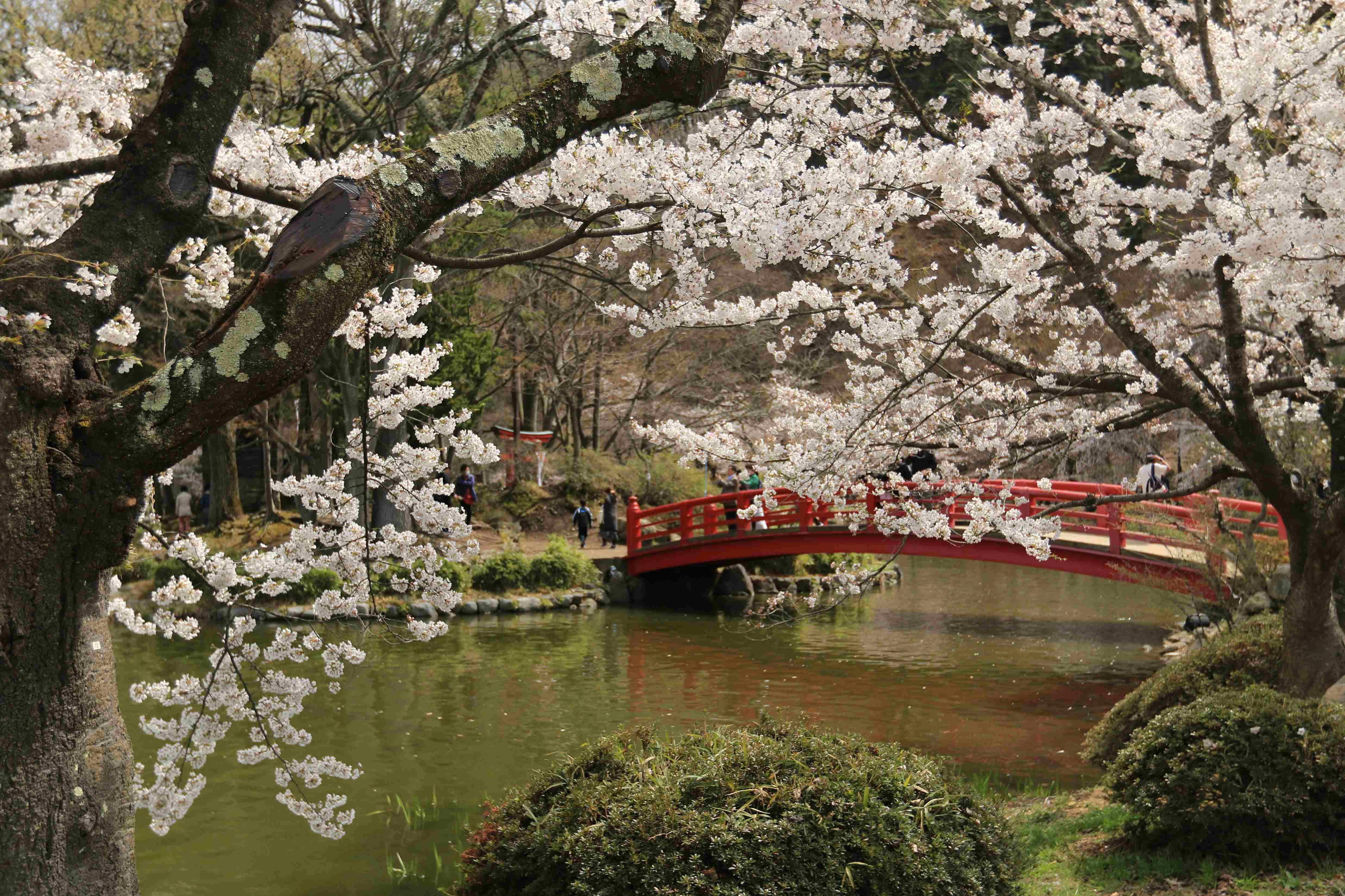 Cherry Blossom Garden Bridge
