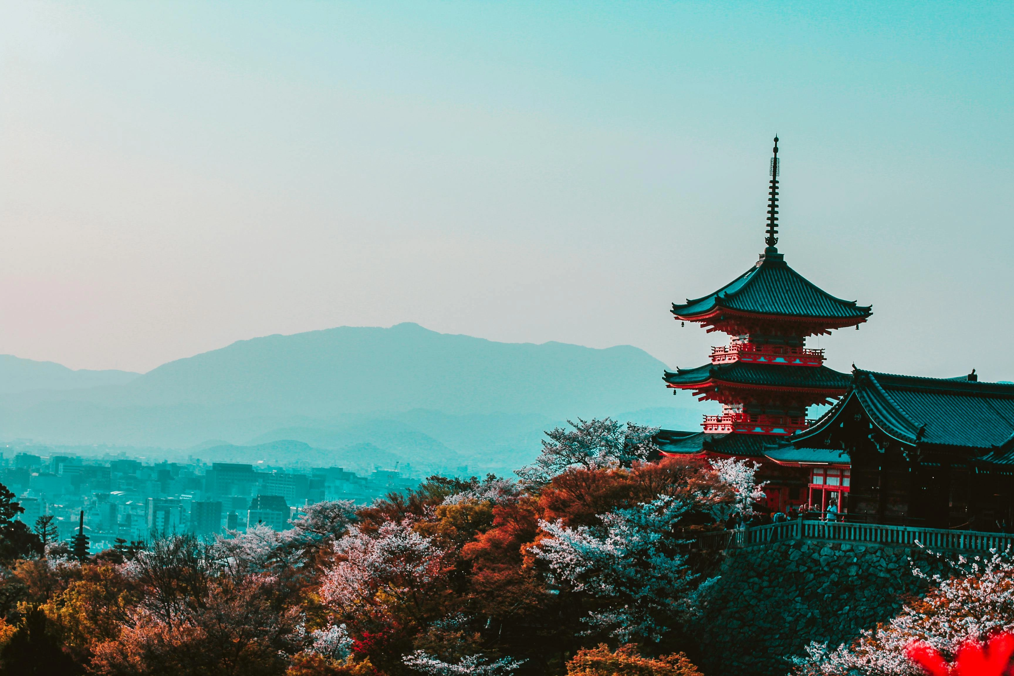 Kyoto Temple Cherry Blossoms