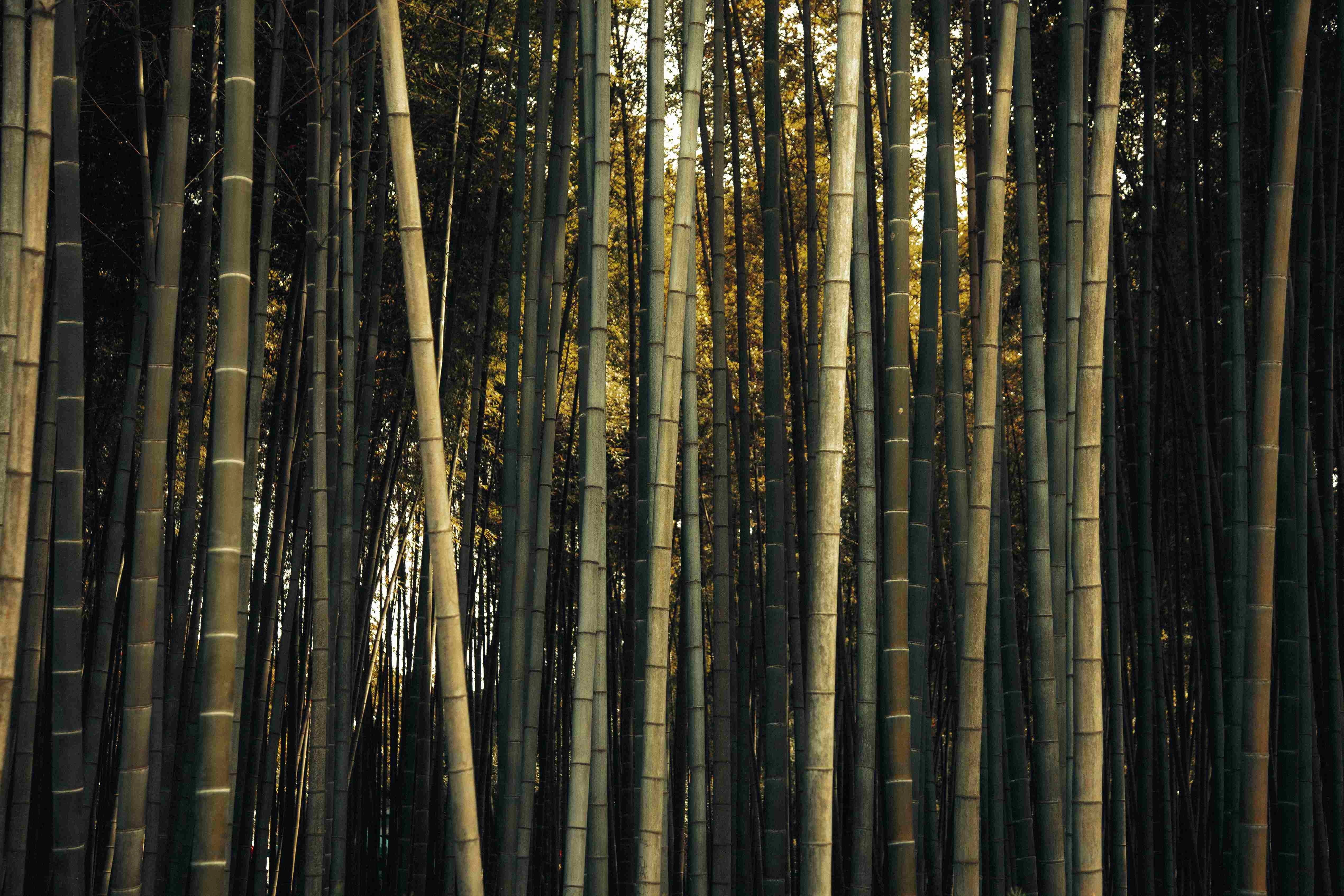 Serene Bamboo Forest Glow