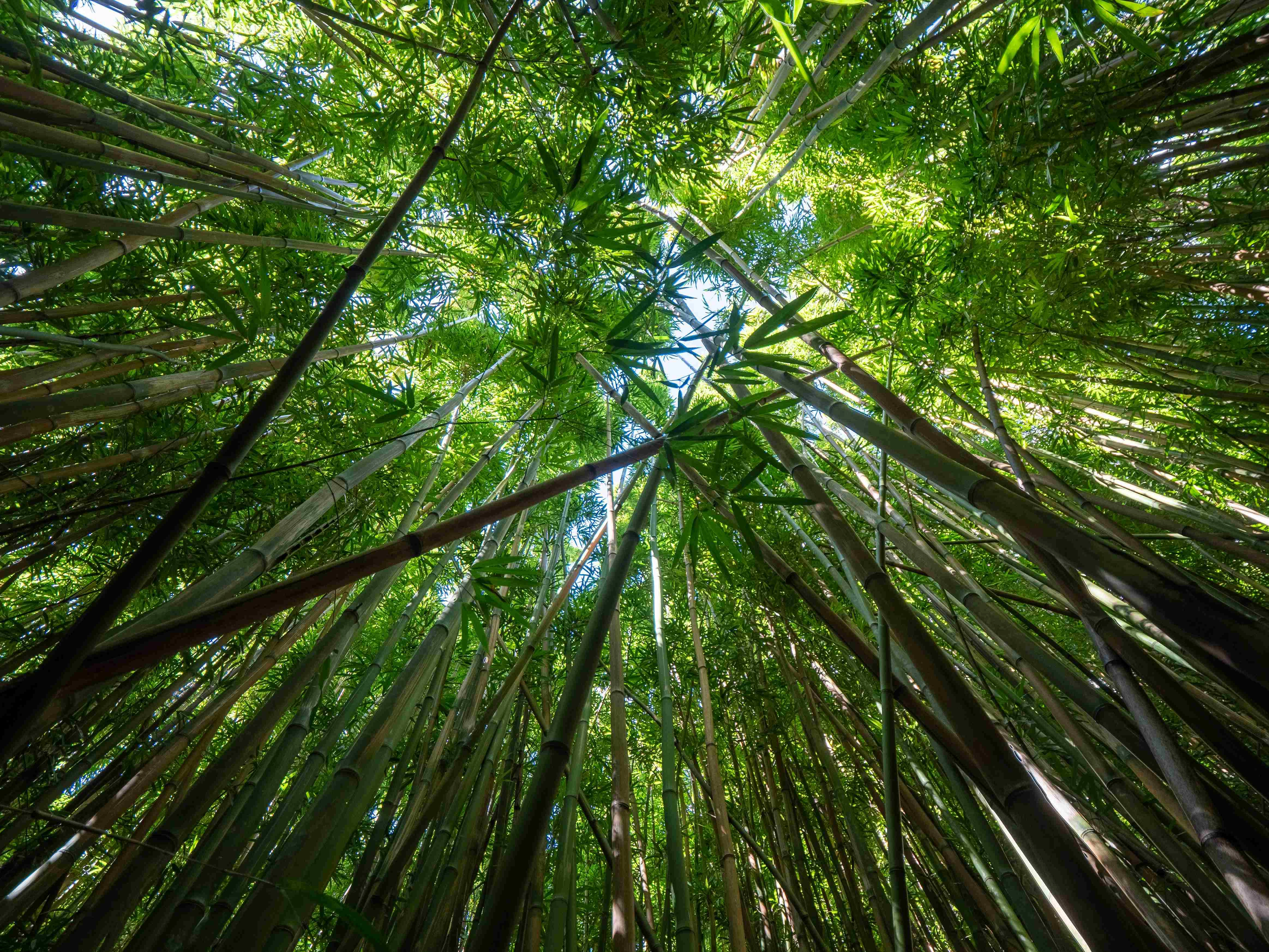 Towering Bamboo Forest Canopy
