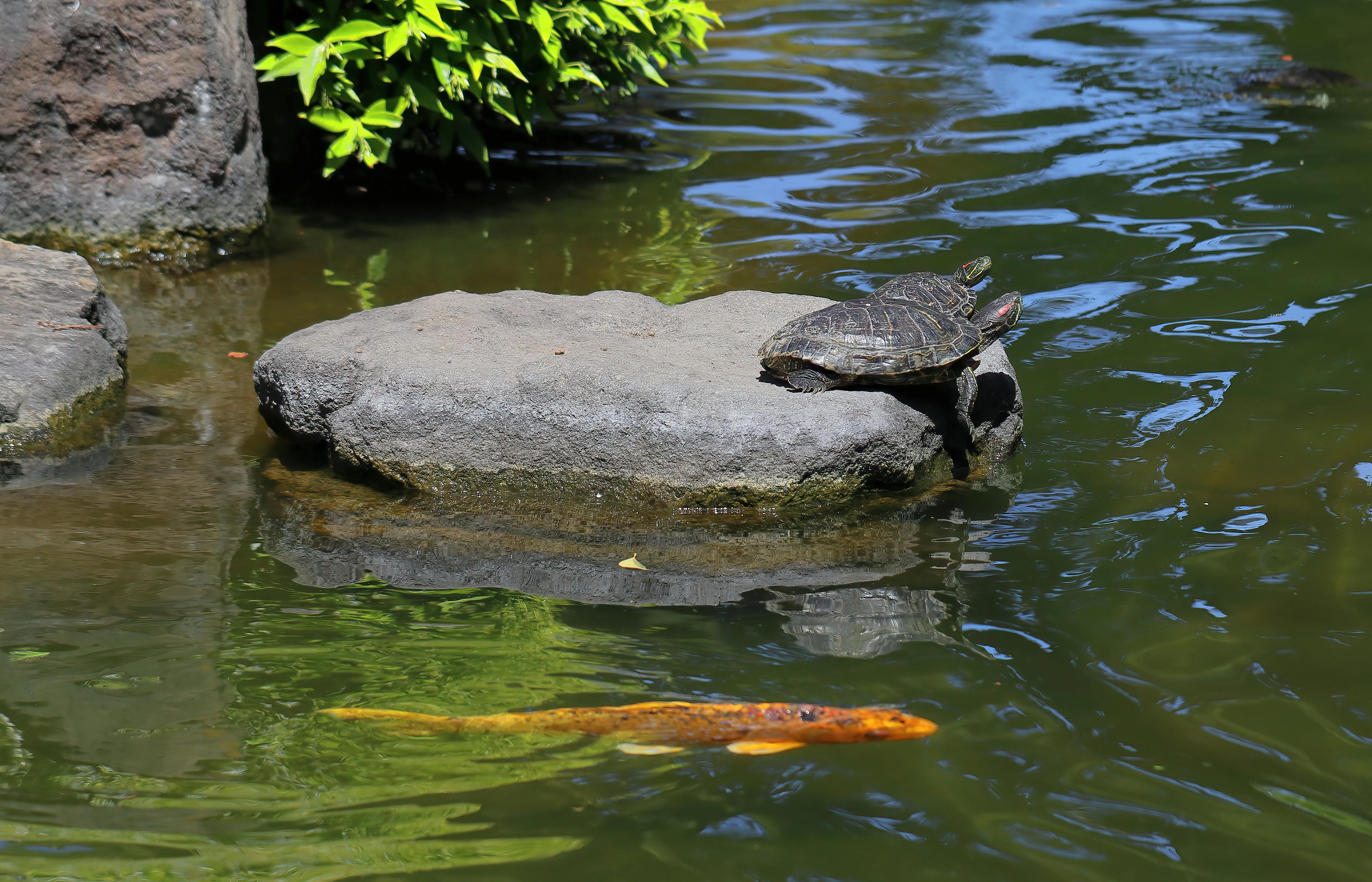 Turtle and Koi Pond