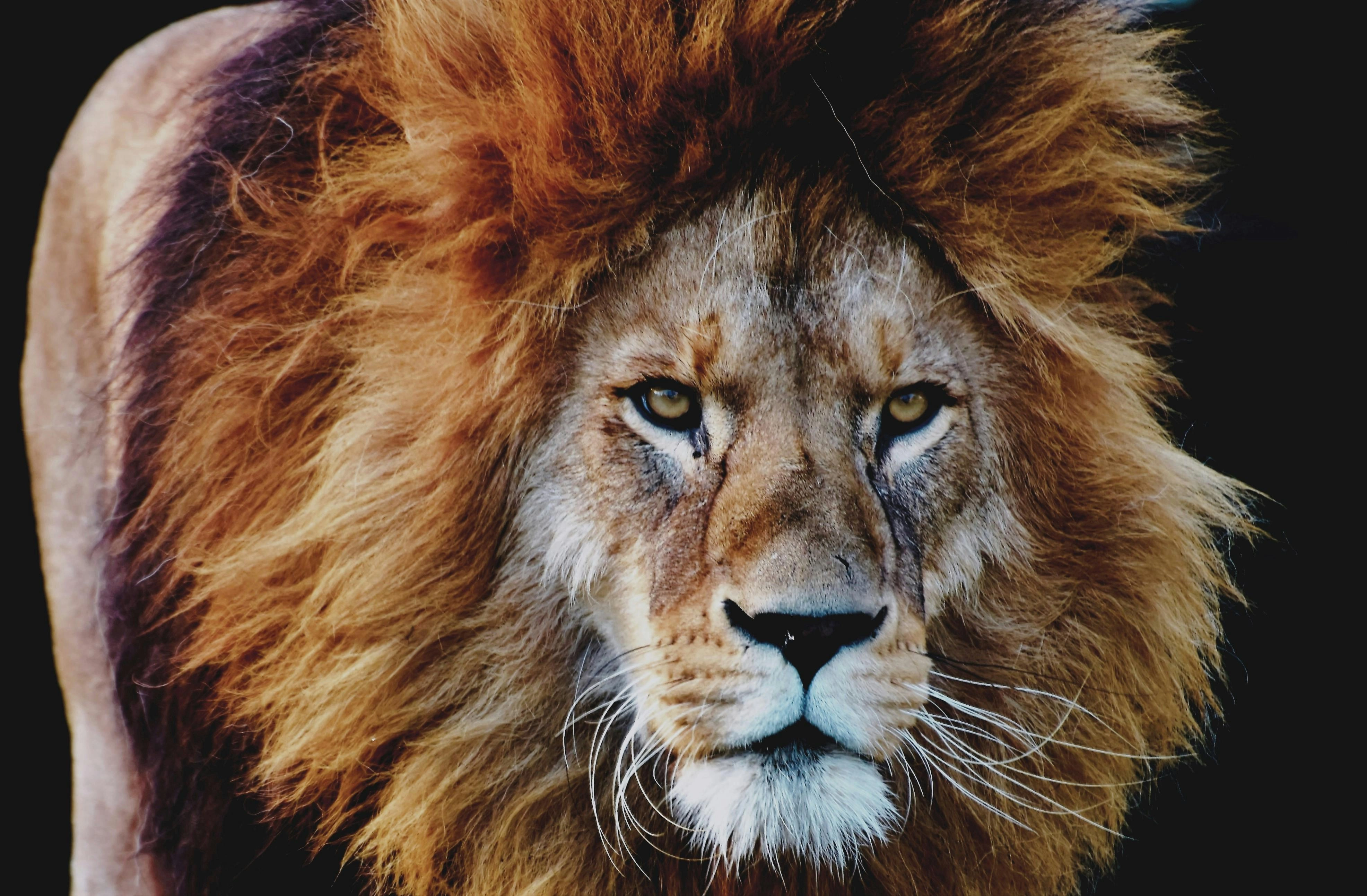 Majestic Lion Portrait Close-up Majestic Lion Portrait Close-up