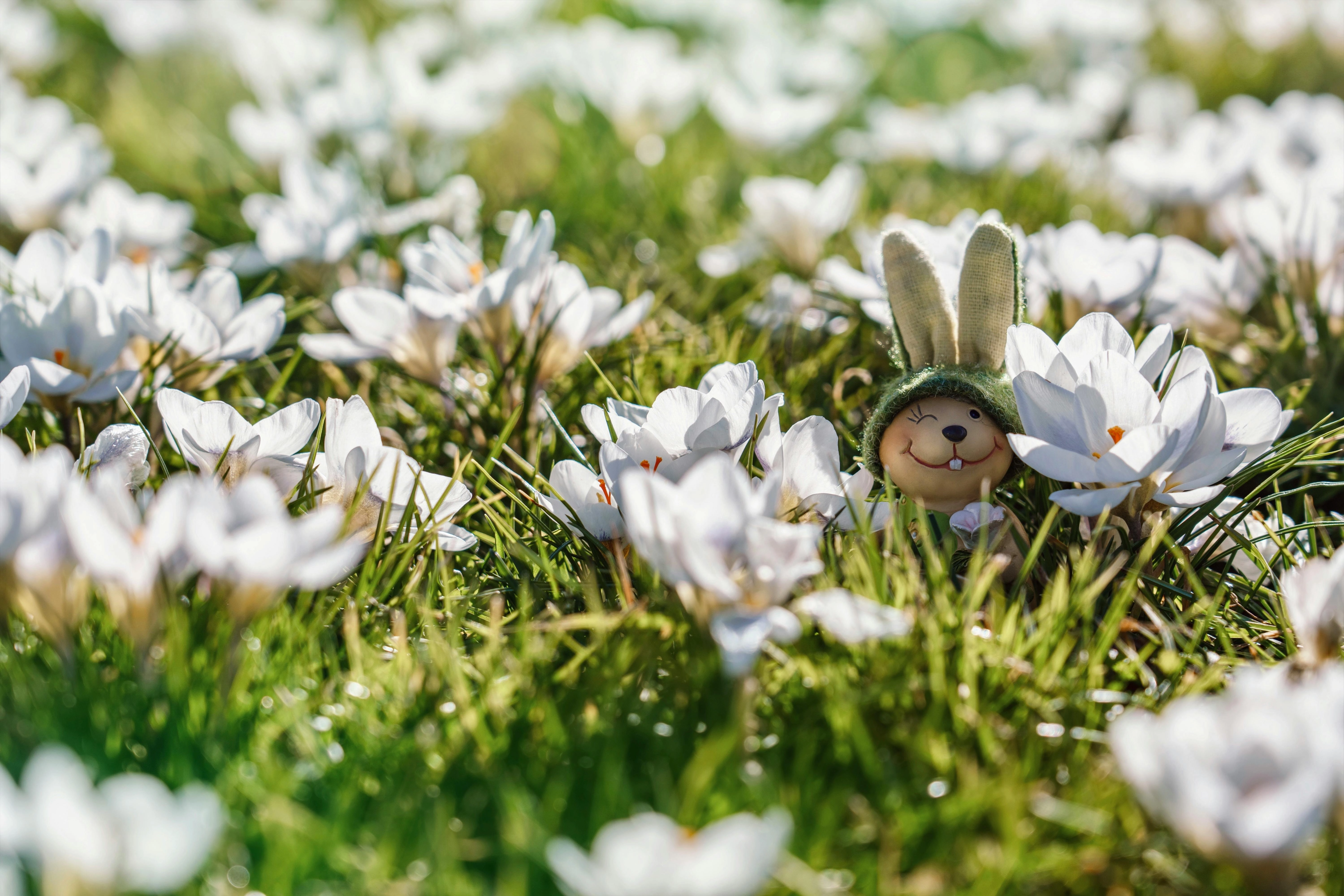 Bunny among spring crocuses Bunny among spring crocuses