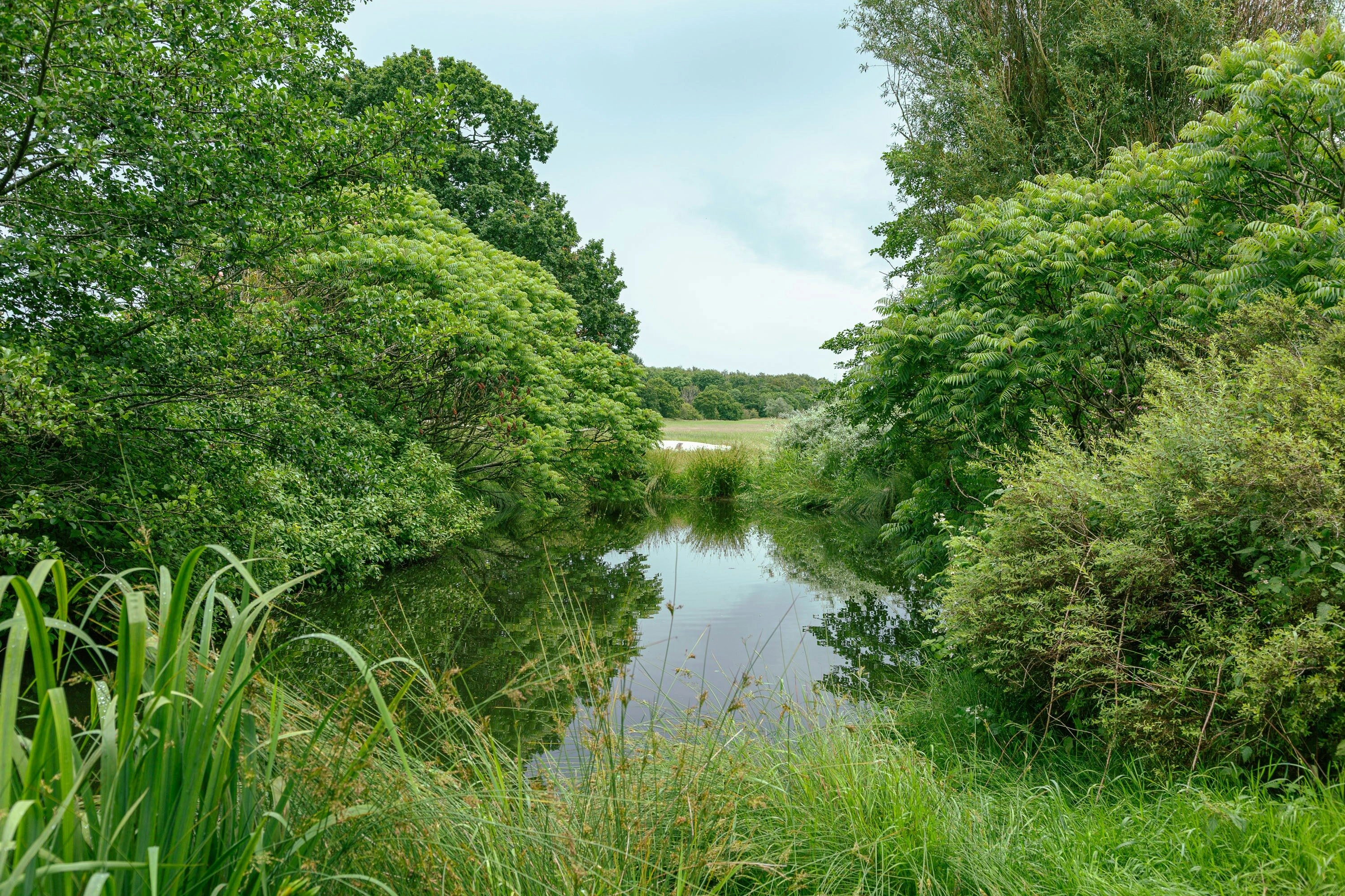 Serene Green Riverside Reflection Serene Green Riverside Reflection