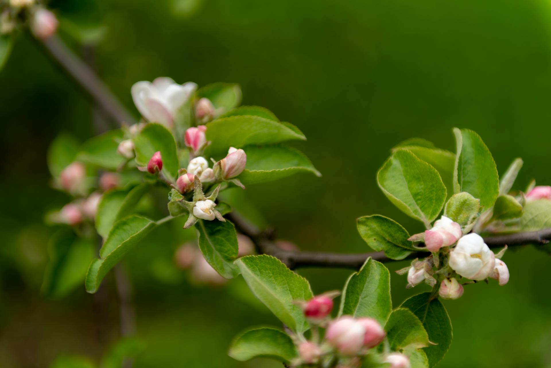 Apple Blossom Branch Close-up Apple Blossom Branch Close-up