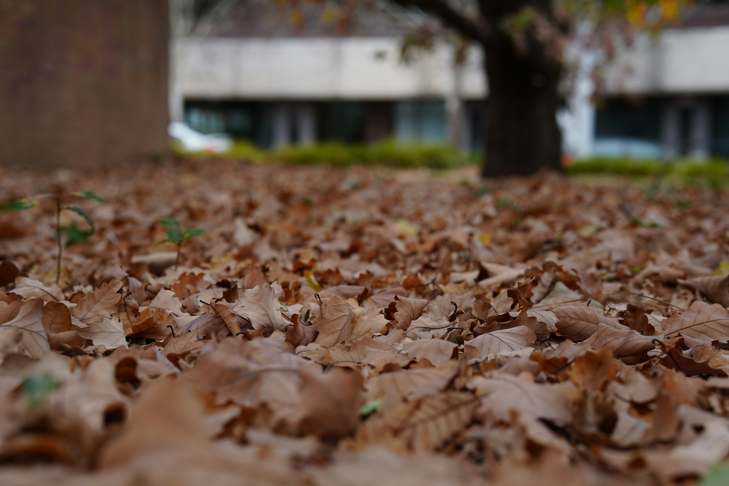 Autumn leaves blanket ground