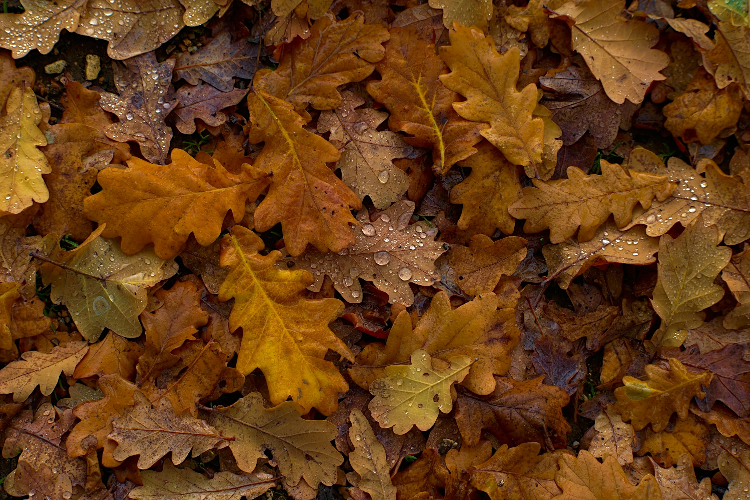 Autumn Oak Leaves Closeup Autumn Oak Leaves Closeup