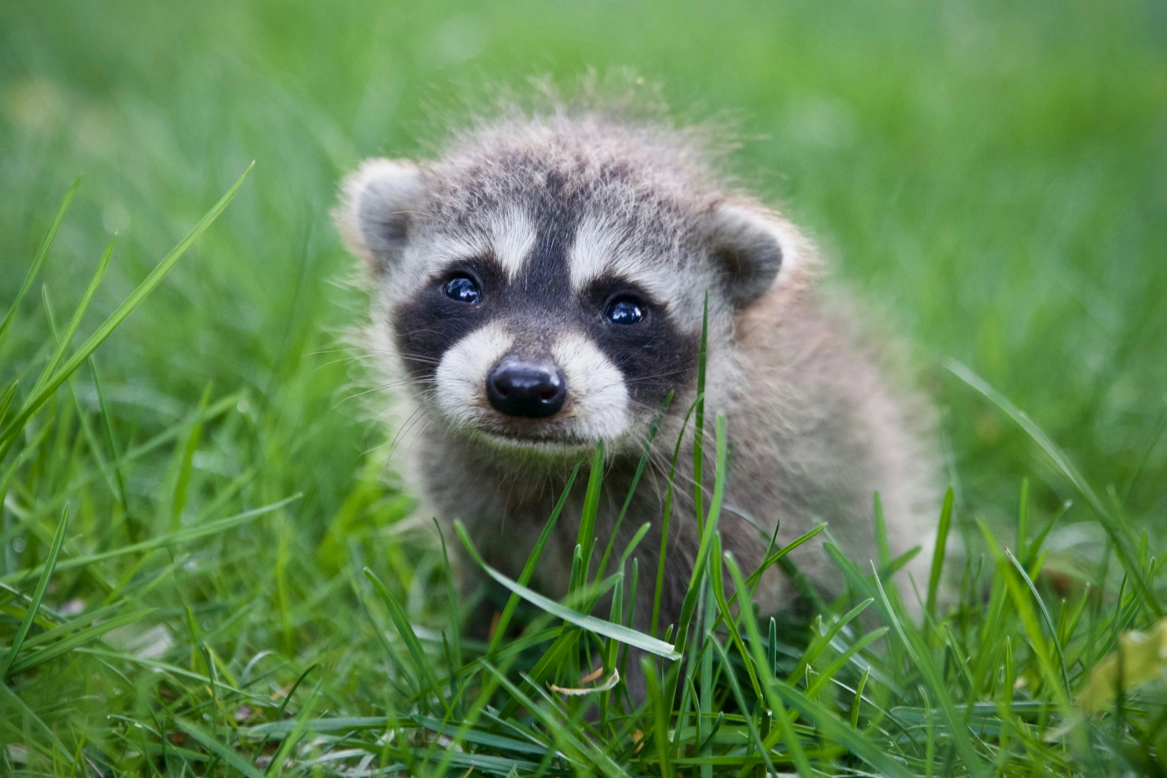 Baby Raccoon in Grass Baby Raccoon in Grass