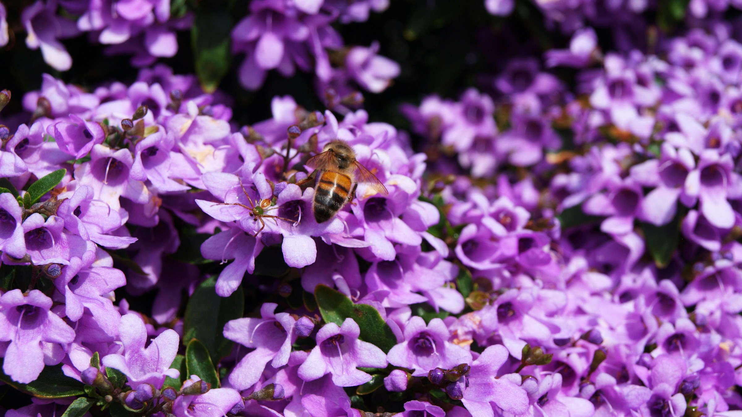 Bee on Purple Flowers Bee on Purple Flowers
