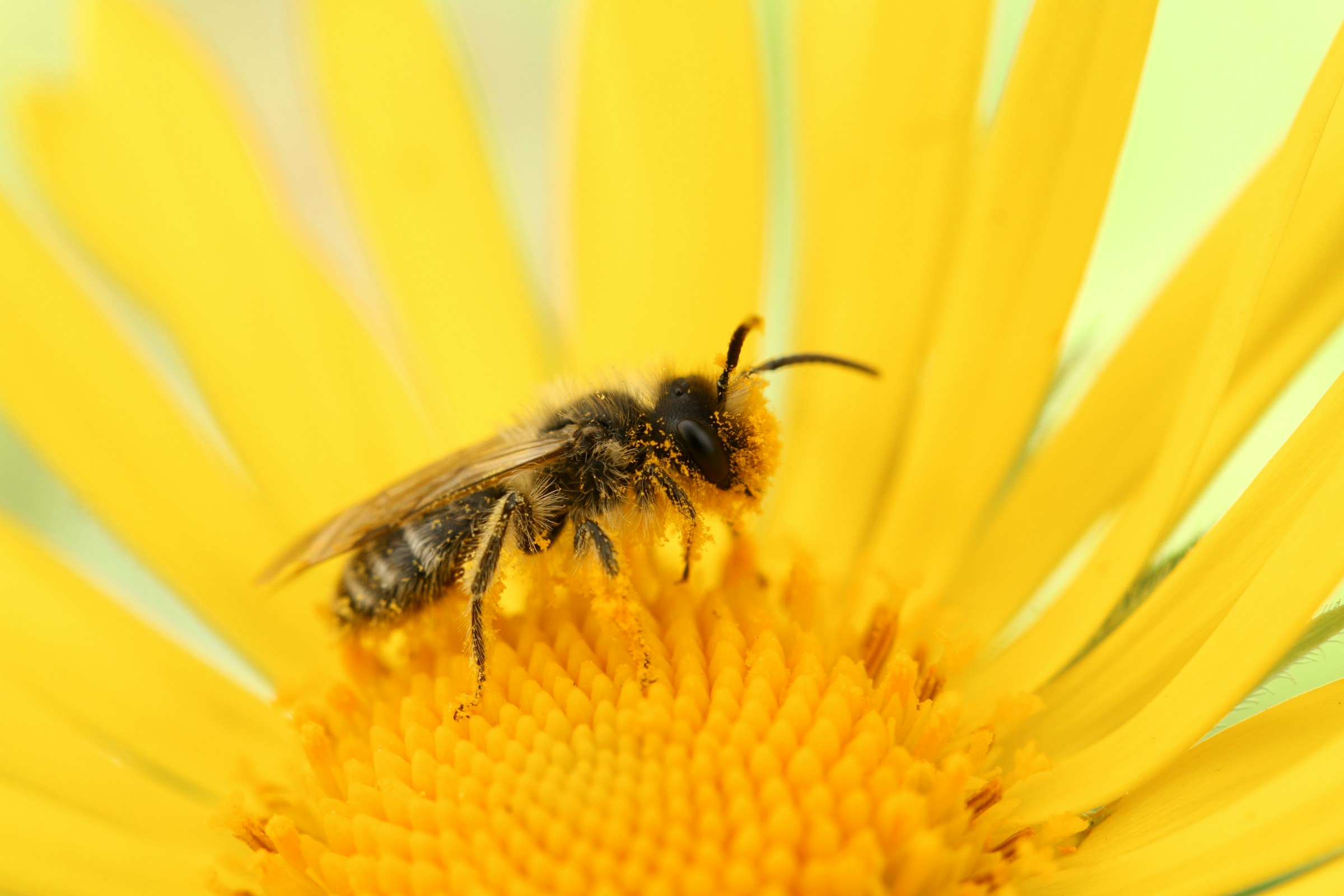 Bee on Sunflower Closeup Bee on Sunflower Closeup
