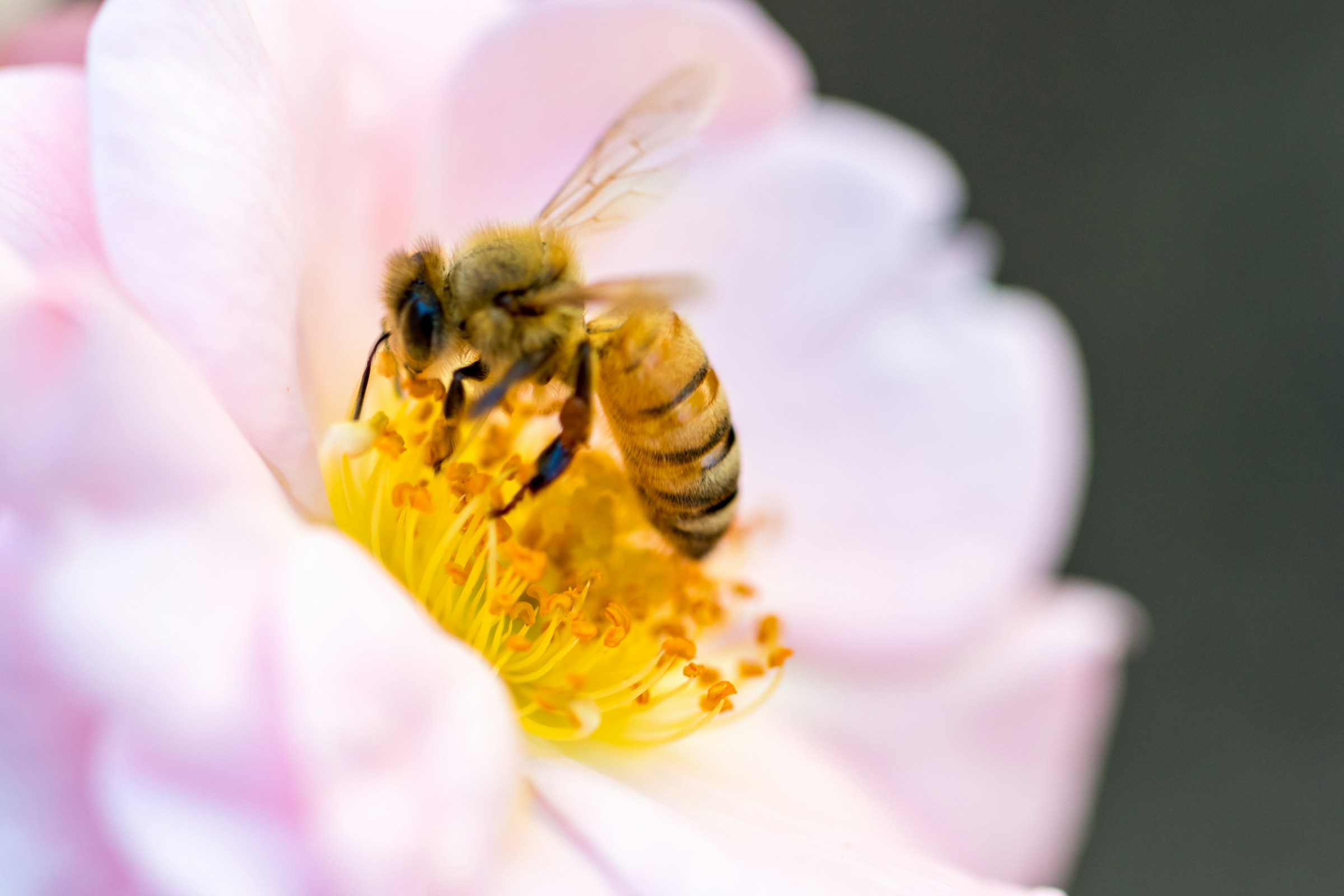 Bee Pollinating Color Palette, Combinations & Schemes | Octet Design Labs