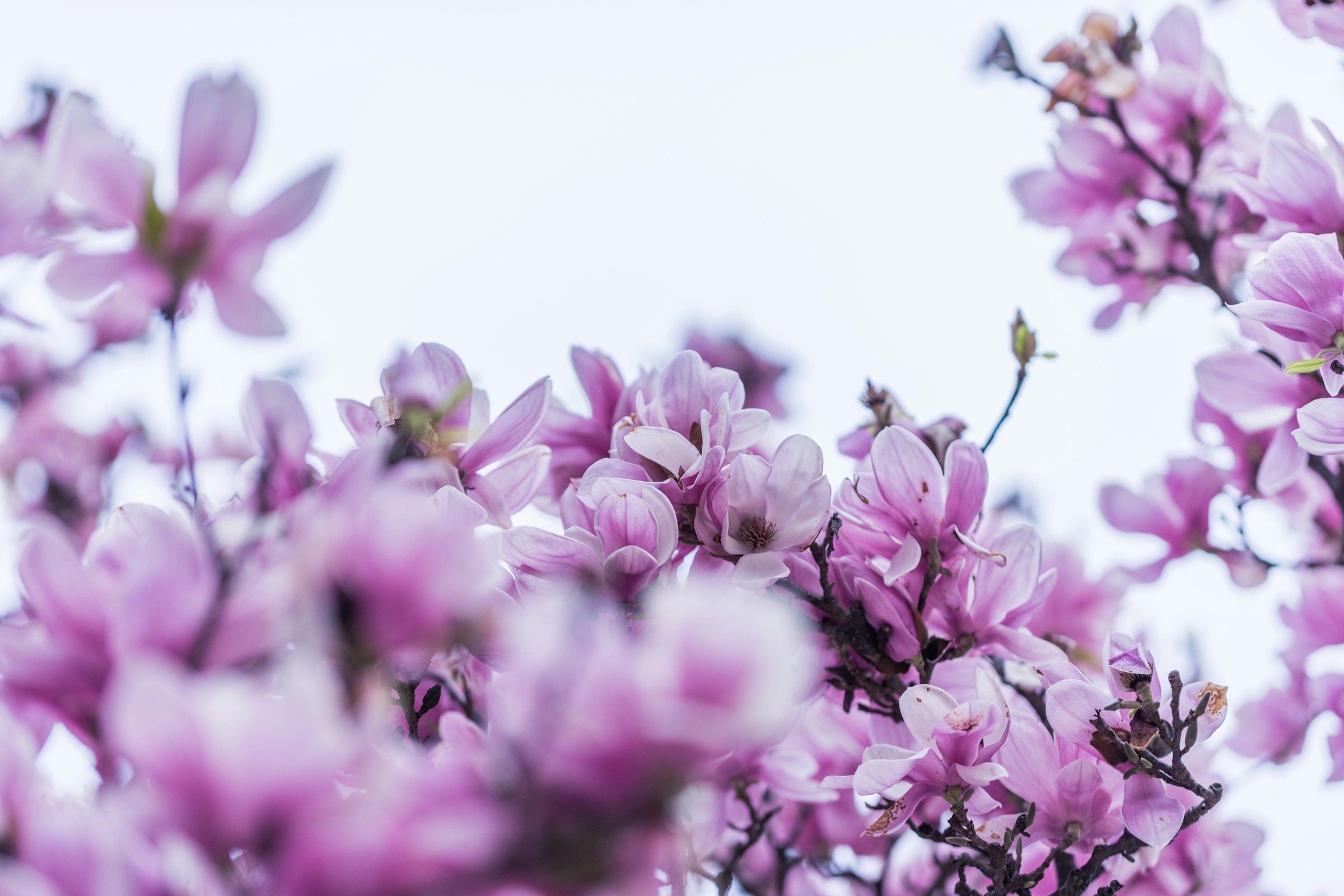 Blooming Pink Magnolia Flowers Blooming Pink Magnolia Flowers