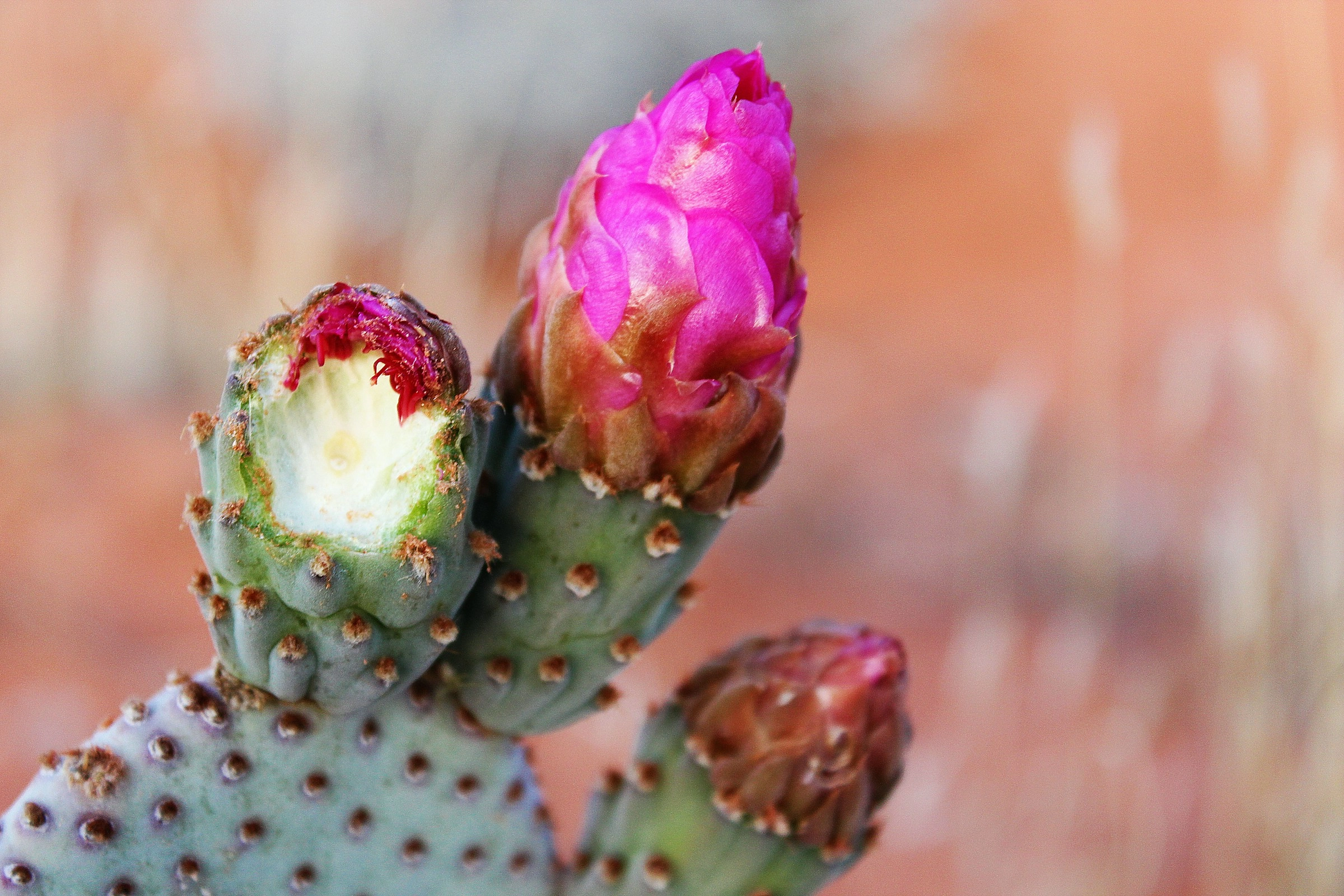 Blooming Prickly Color Palette, Combinations & Schemes | Octet Design Labs