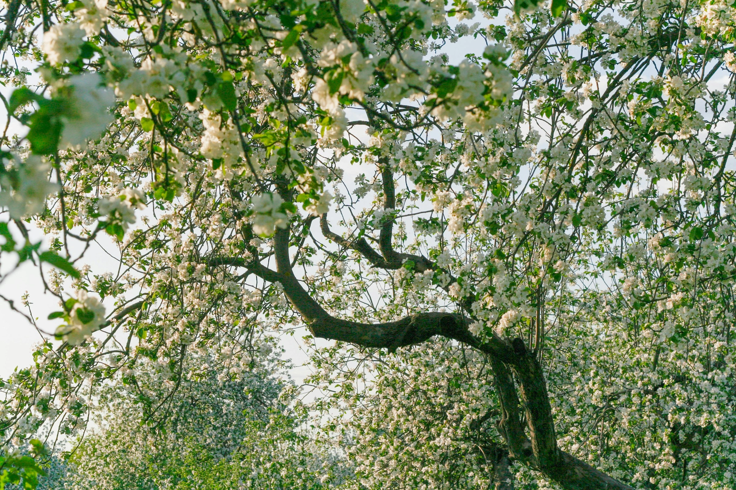Blooming Spring Cherry Tree Blooming Spring Cherry Tree