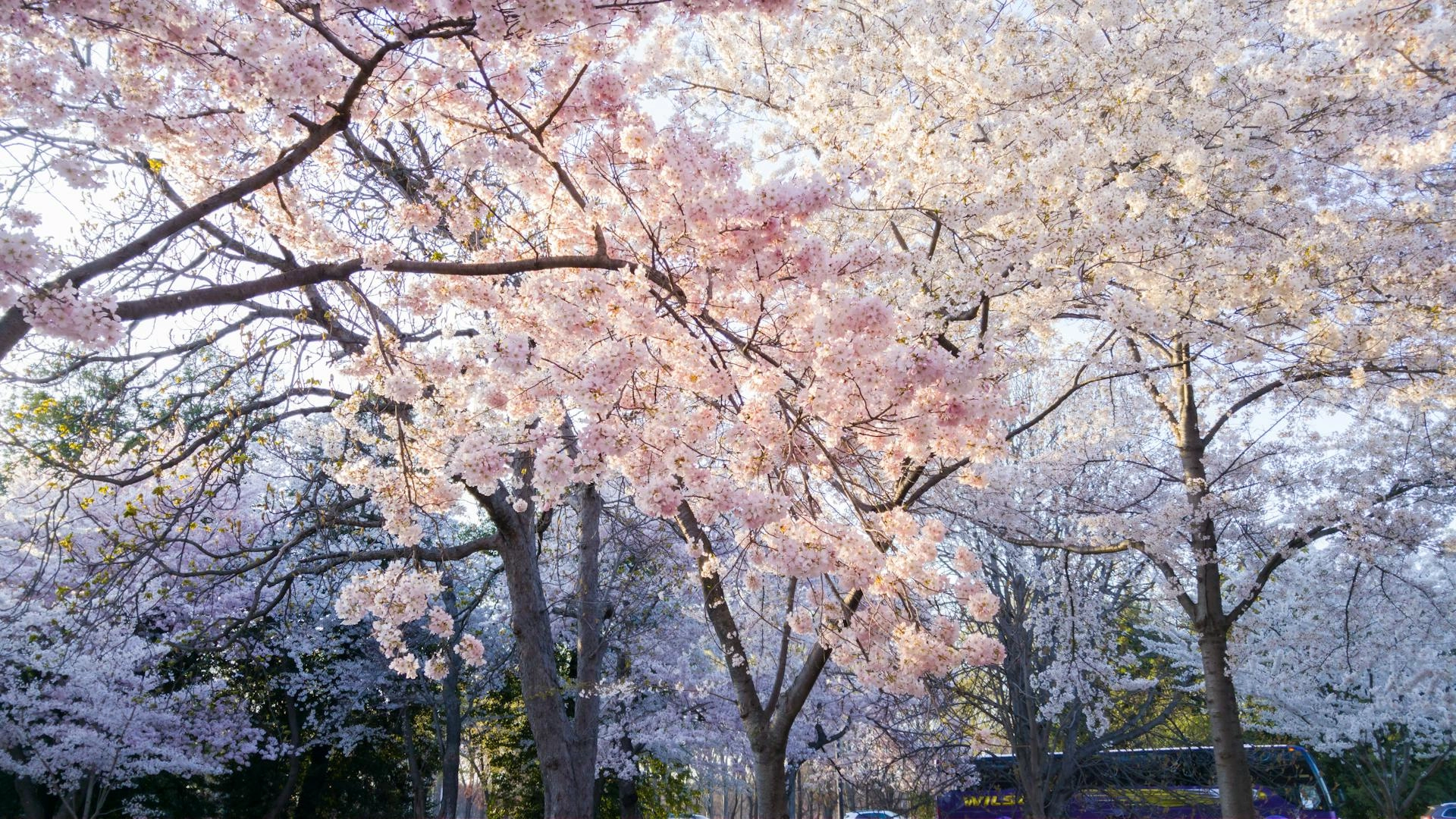 Cherry Blossom Trees in Bloom Cherry Blossom Trees in Bloom