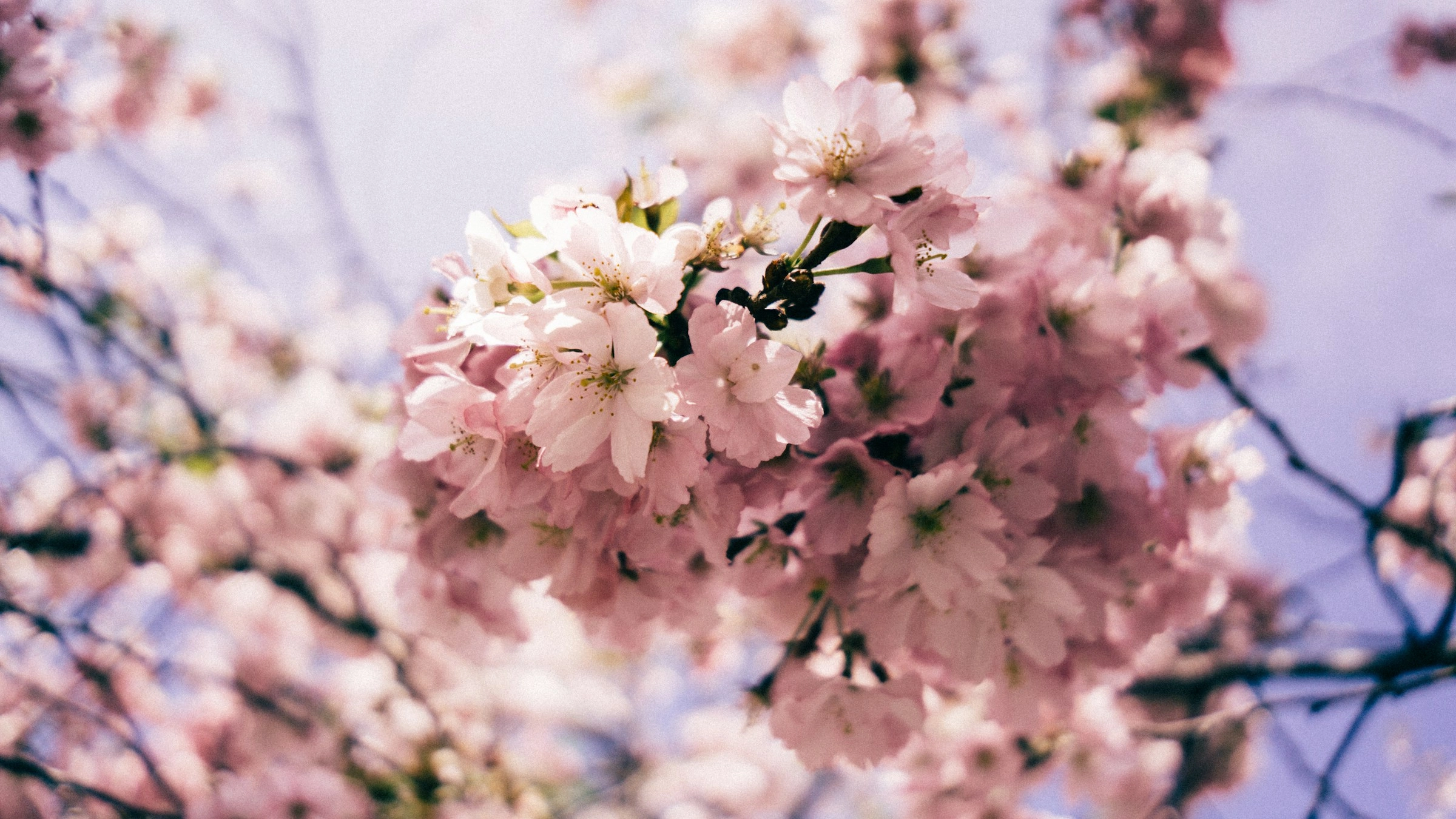 Cherry Blossoms in Spring Cherry Blossoms in Spring