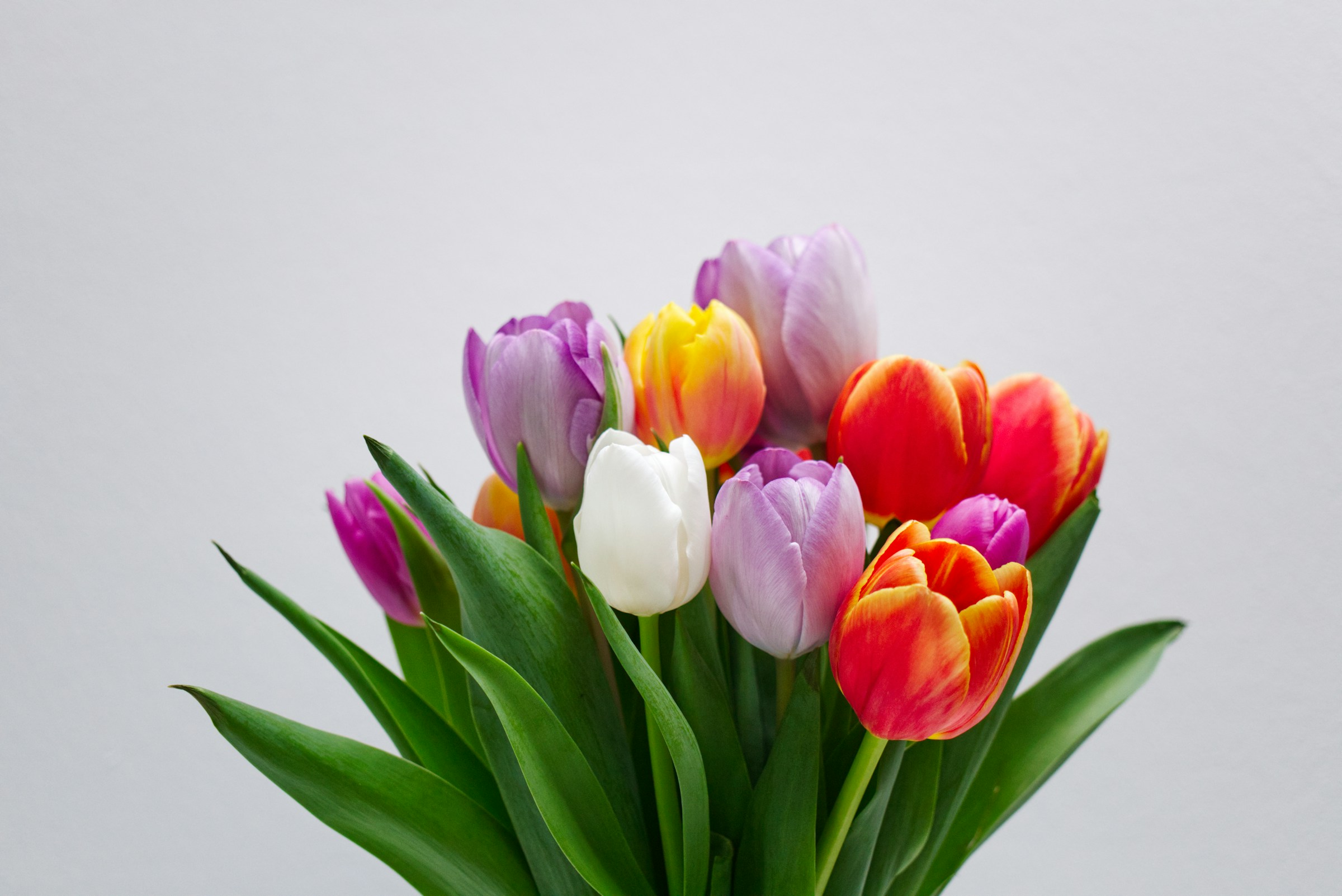 Colorful Tulip Bouquet Colorful Tulip Bouquet