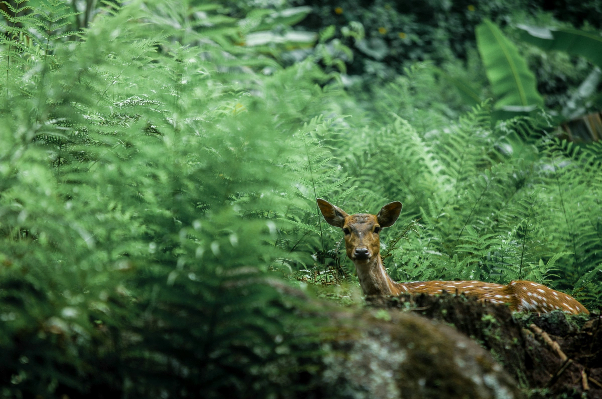Deer in Lush Ferns Deer in Lush Ferns