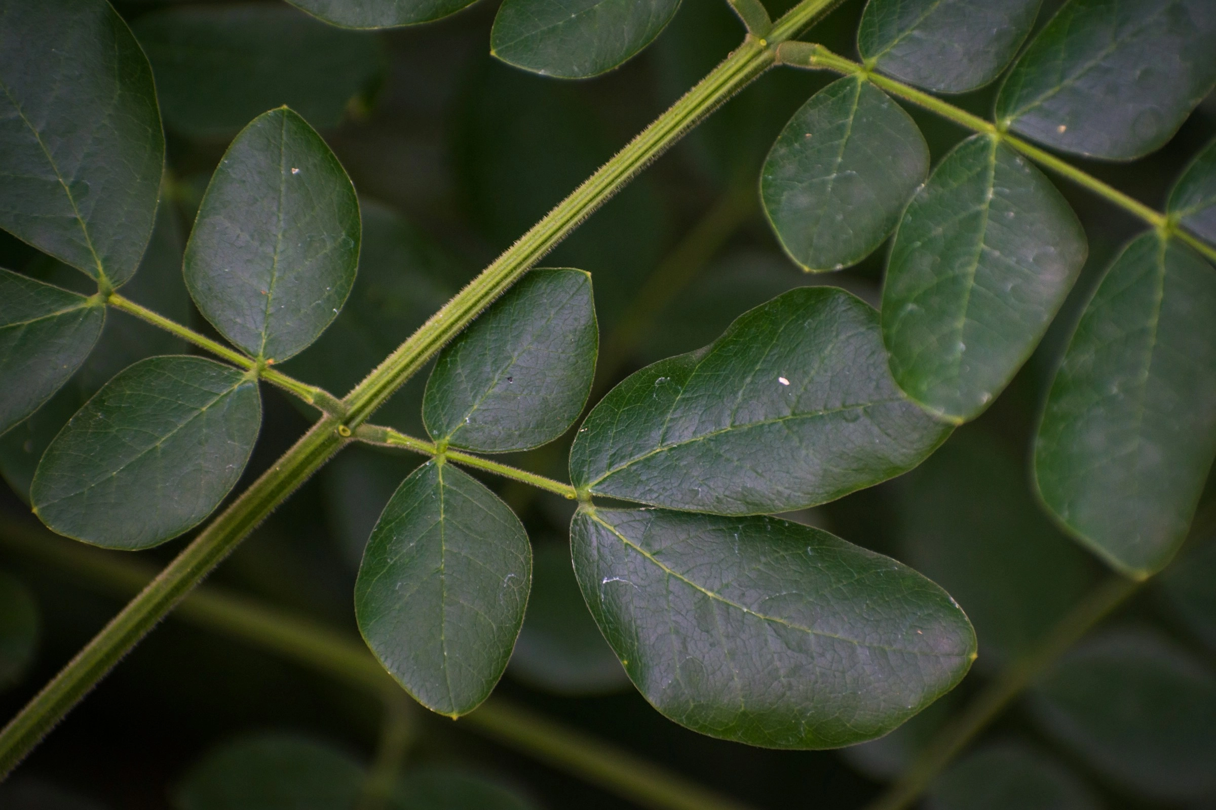 Delicate Green Compound Leaves Delicate Green Compound Leaves
