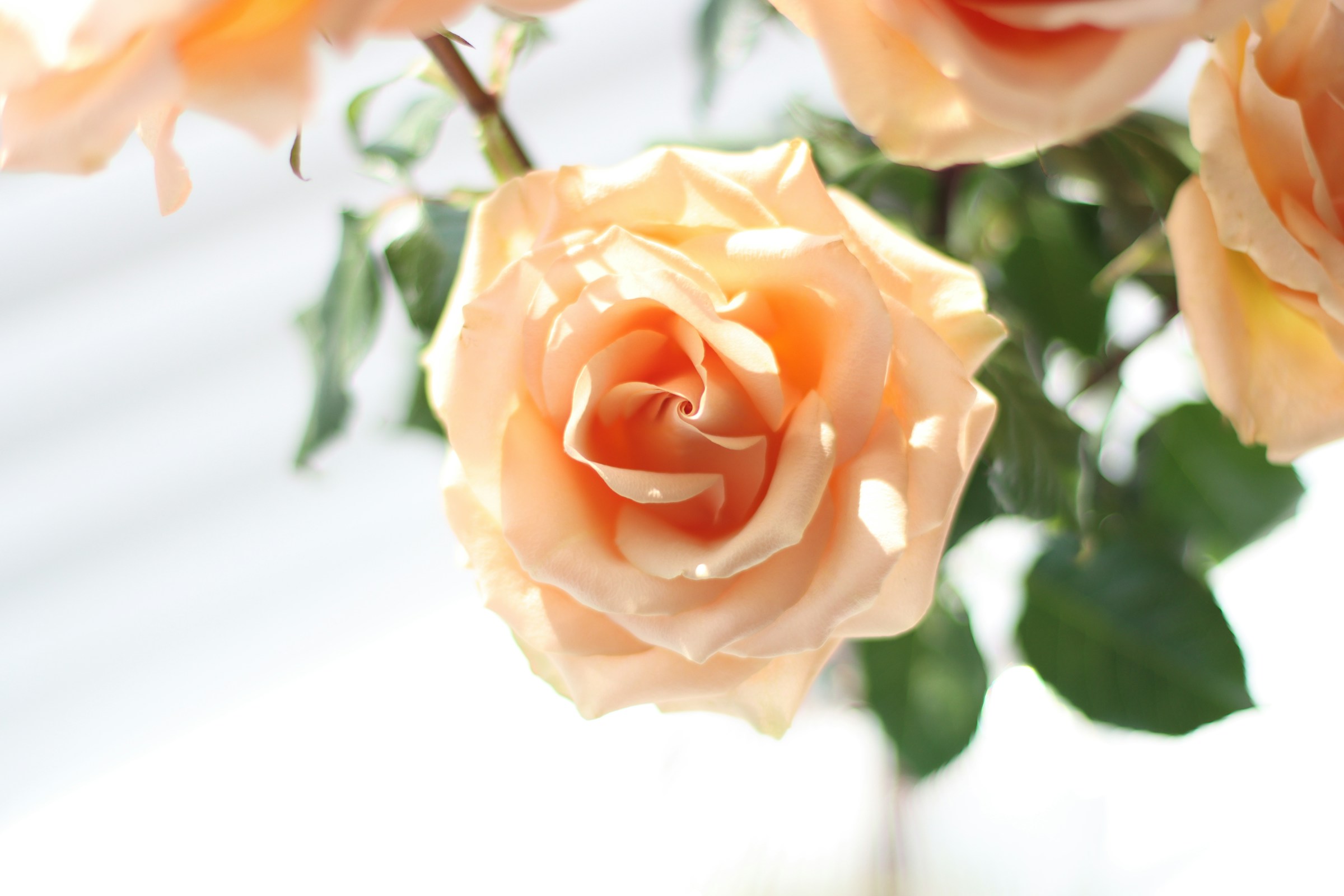 Delicate Peach Rose Bloom Delicate Peach Rose Bloom