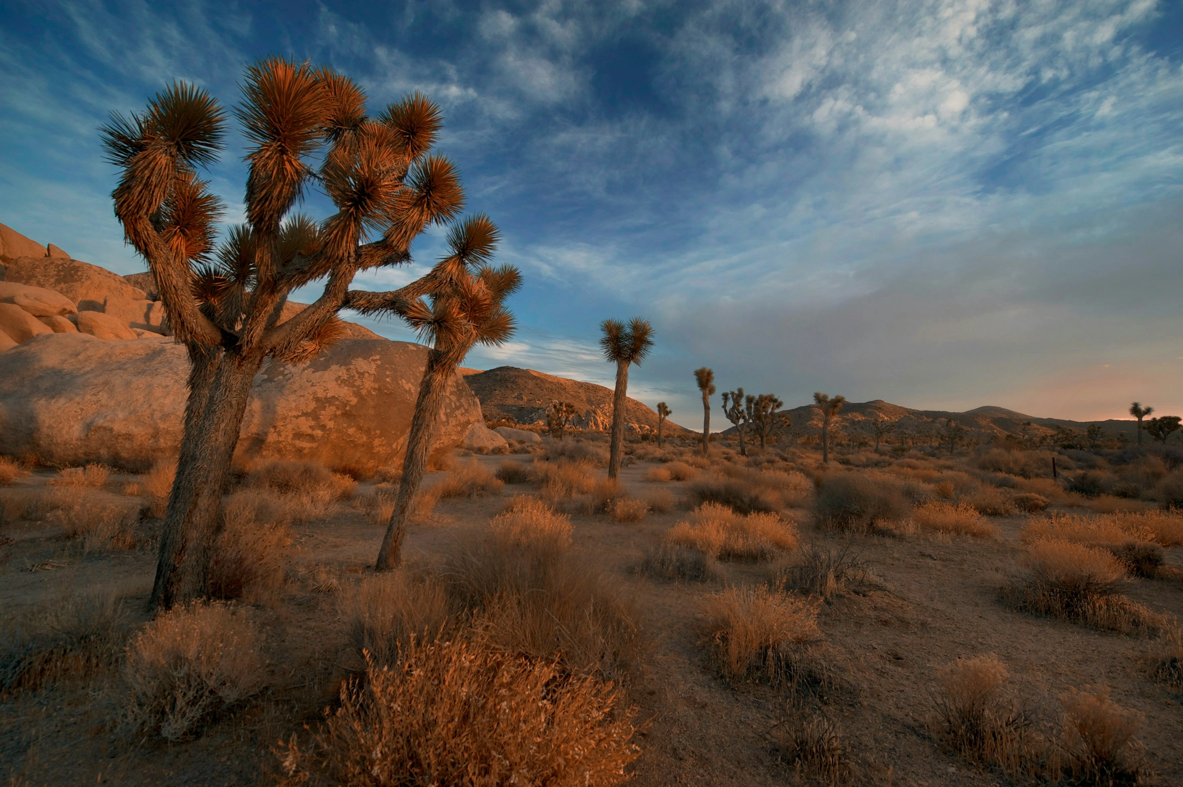 Desert Joshua Tree Landscape Desert Joshua Tree Landscape
