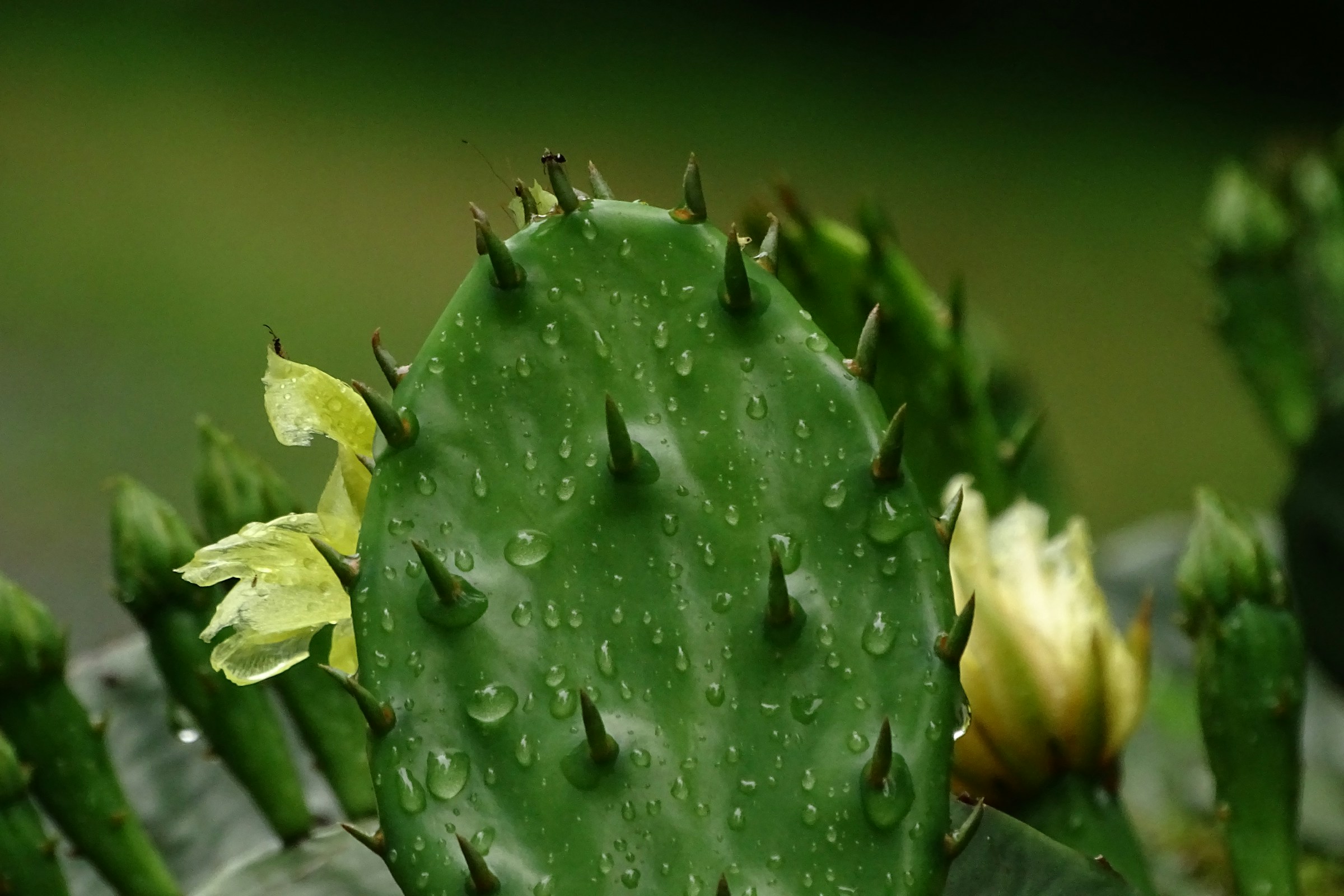 Dewy Cactus with Blooms