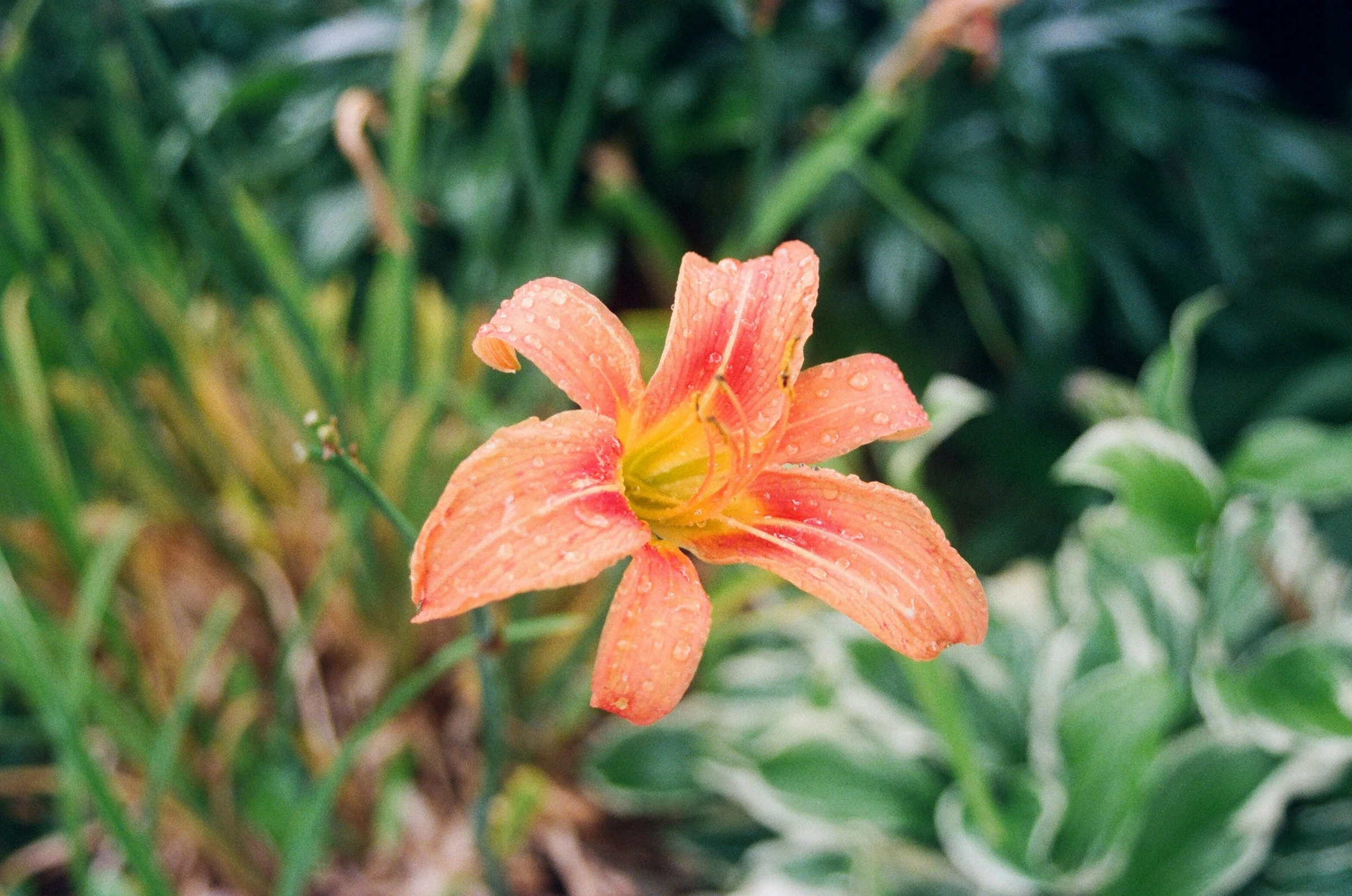Dewy Coral Lily Bloom