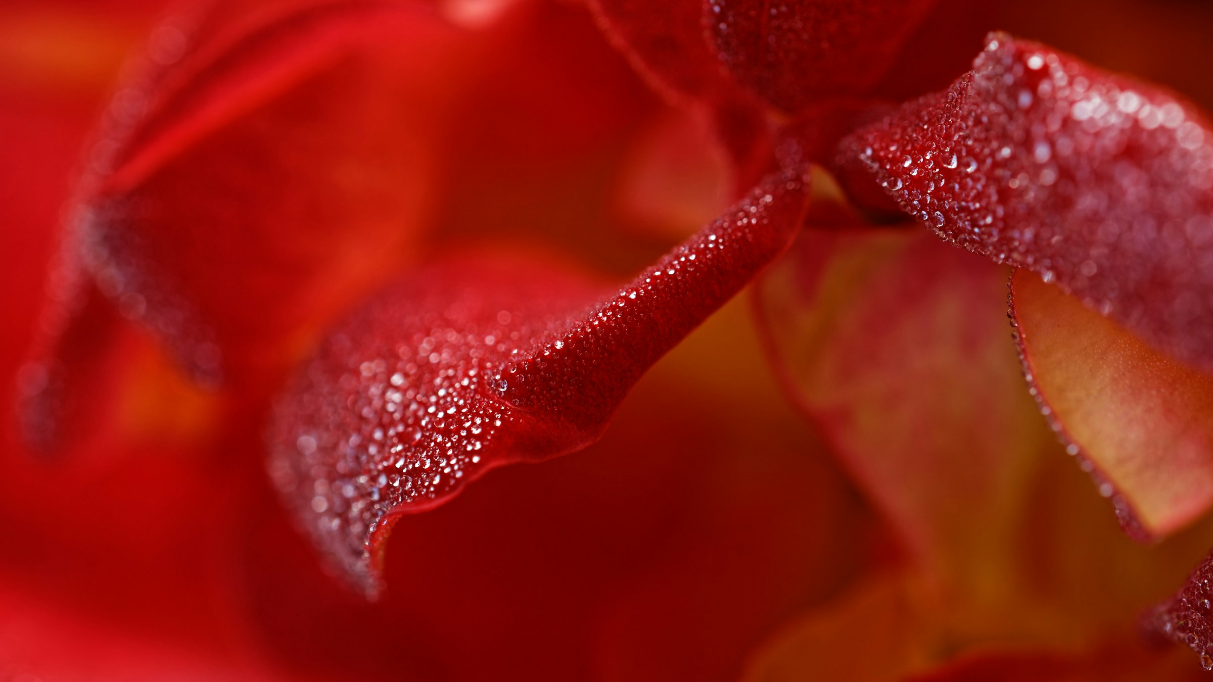 Dewy Red Rose Petals Dewy Red Rose Petals