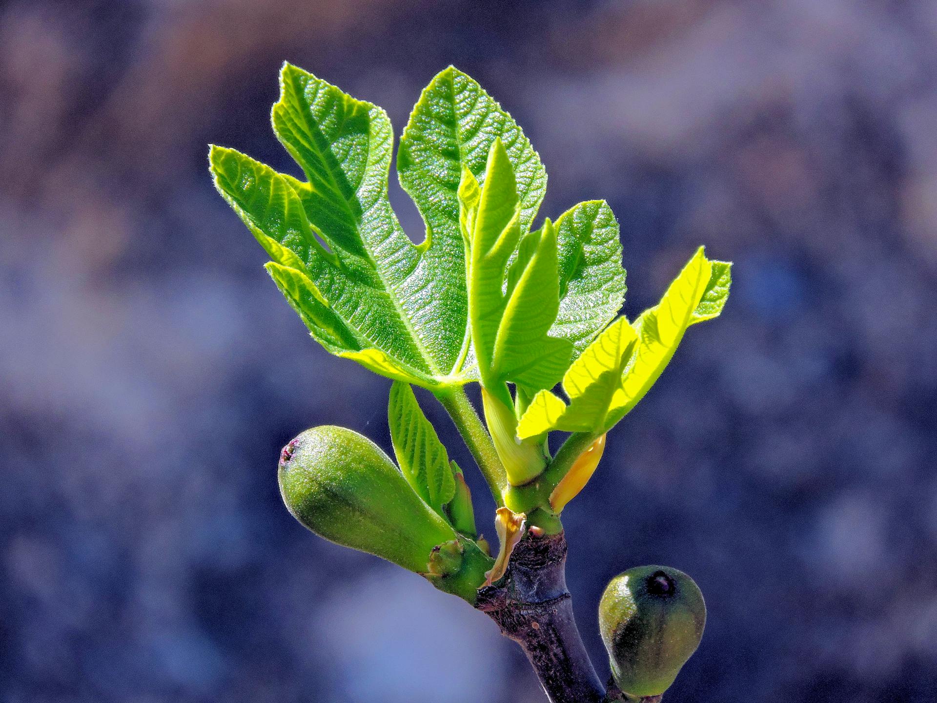 Fresh Fig Leaf Budding Fresh Fig Leaf Budding