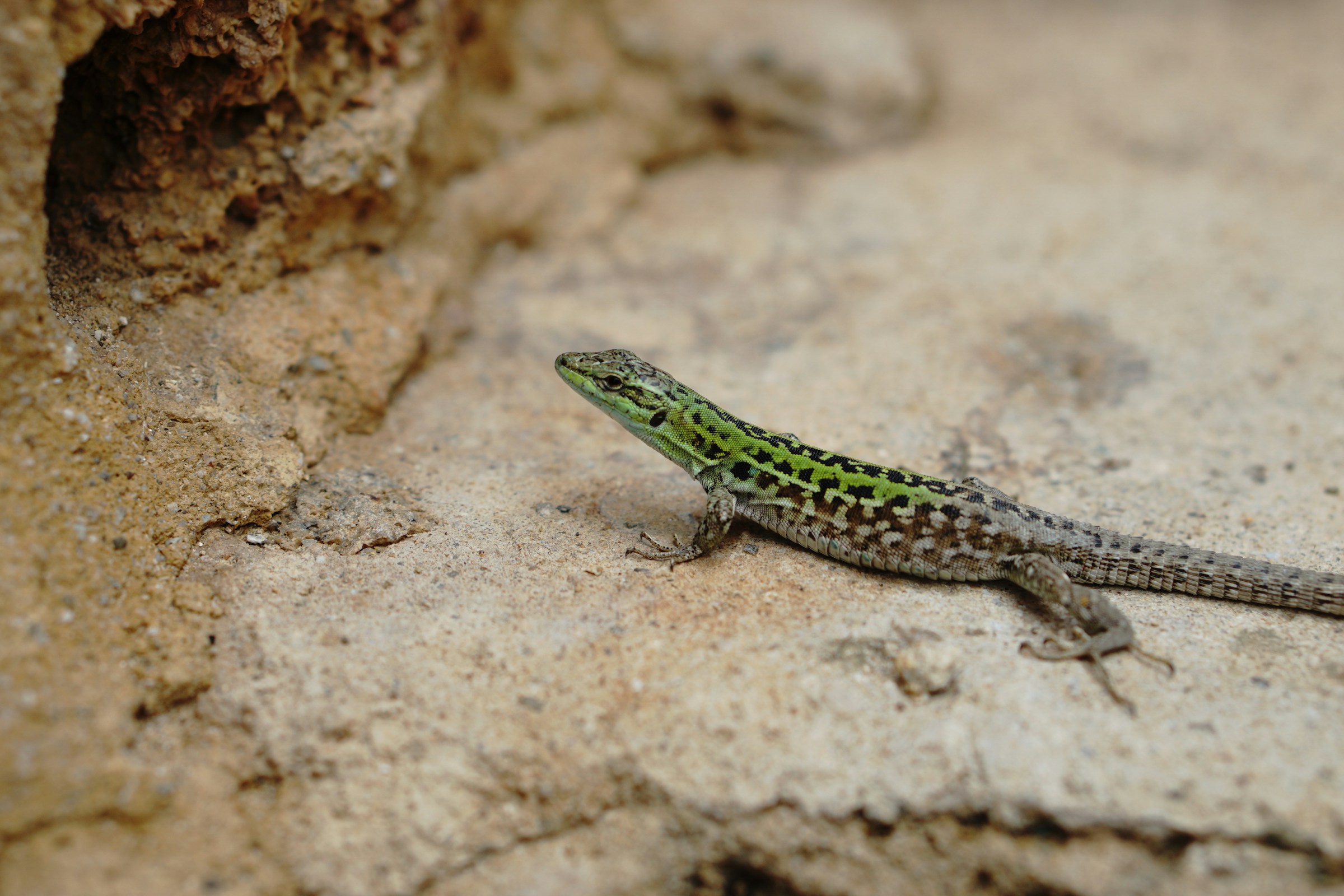 Green lizard on sandy ground Green lizard on sandy ground