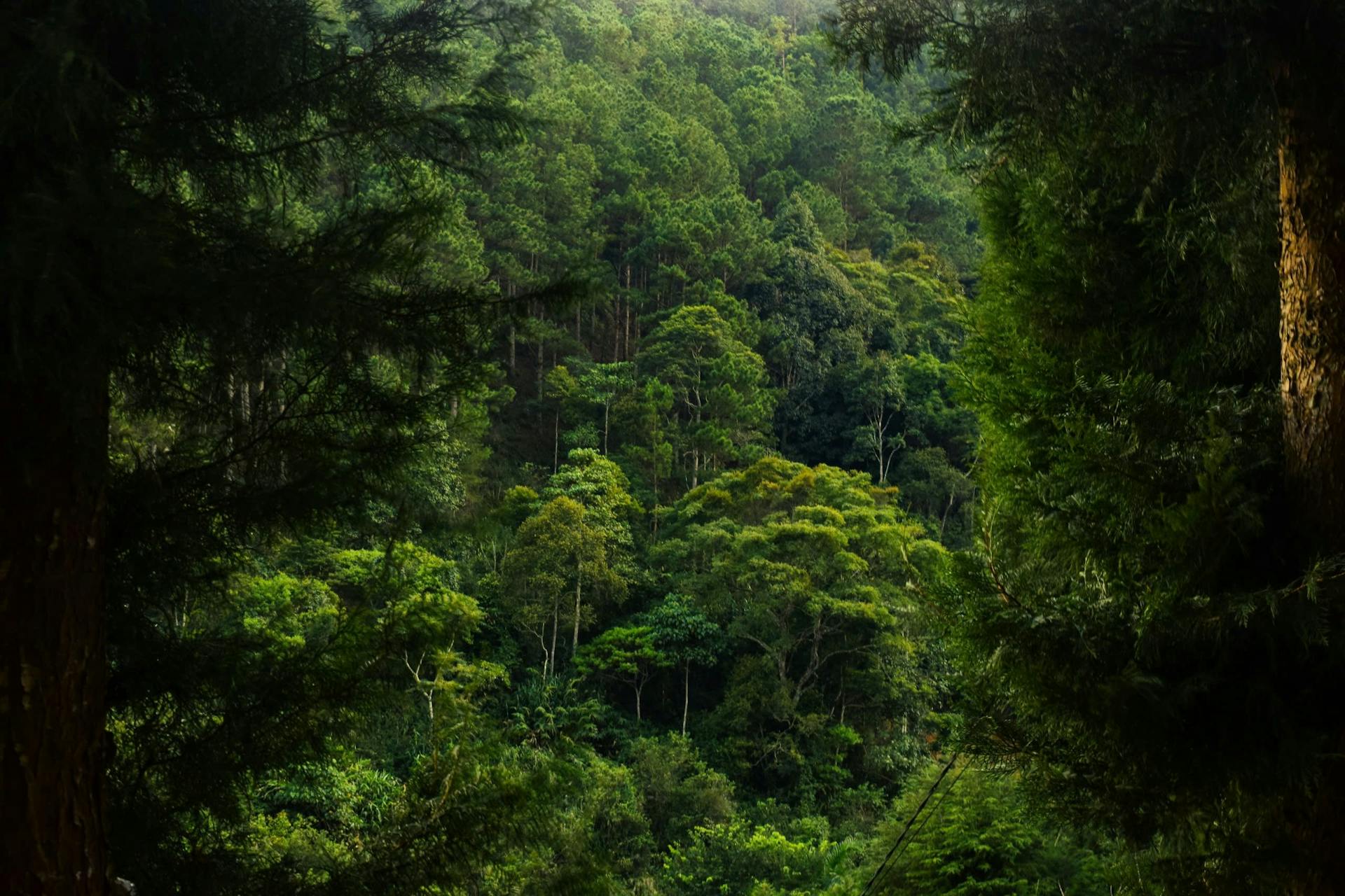 Lush Tropical Forest Canopy