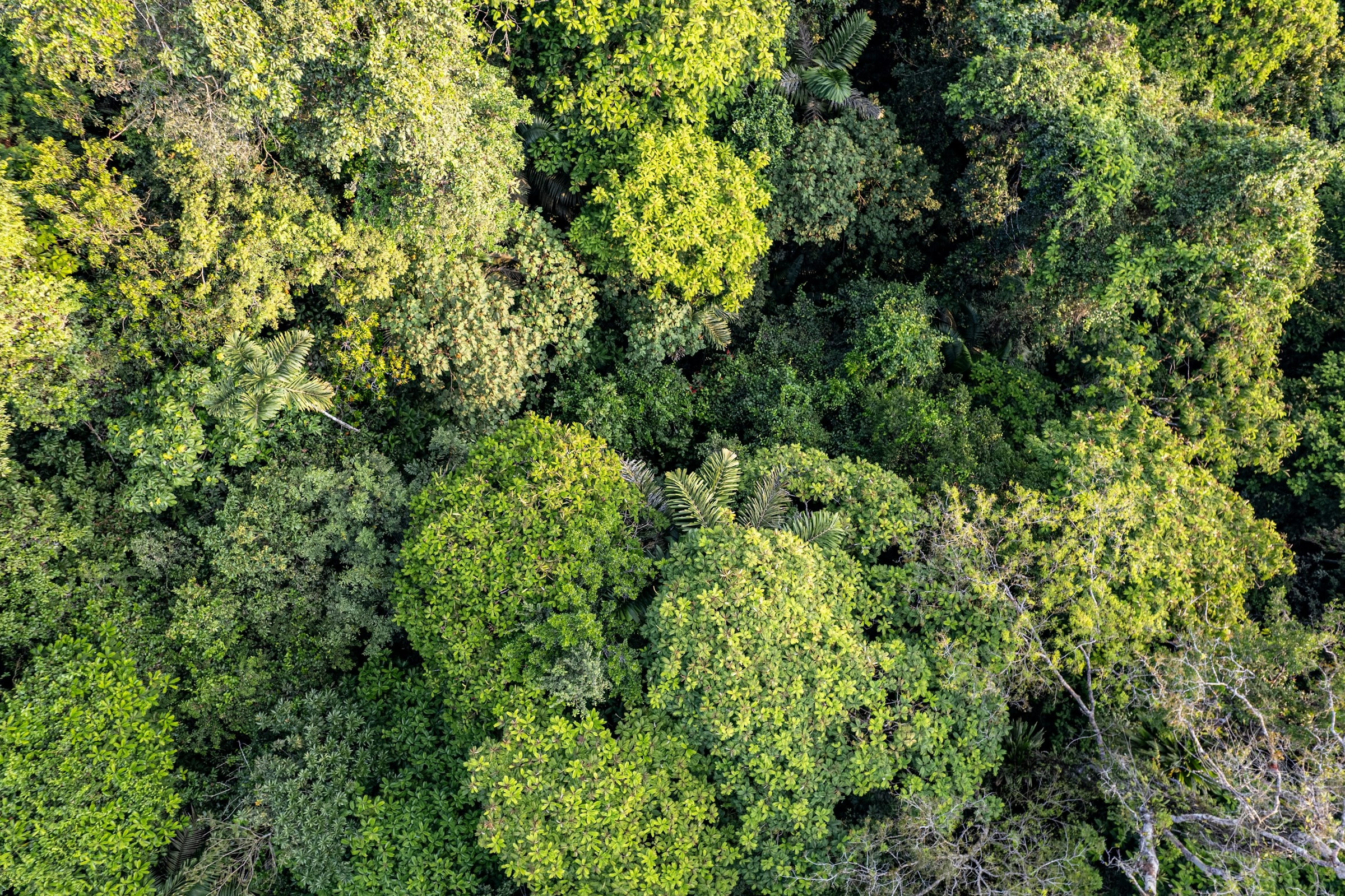 Lush Tropical Forest Canopy