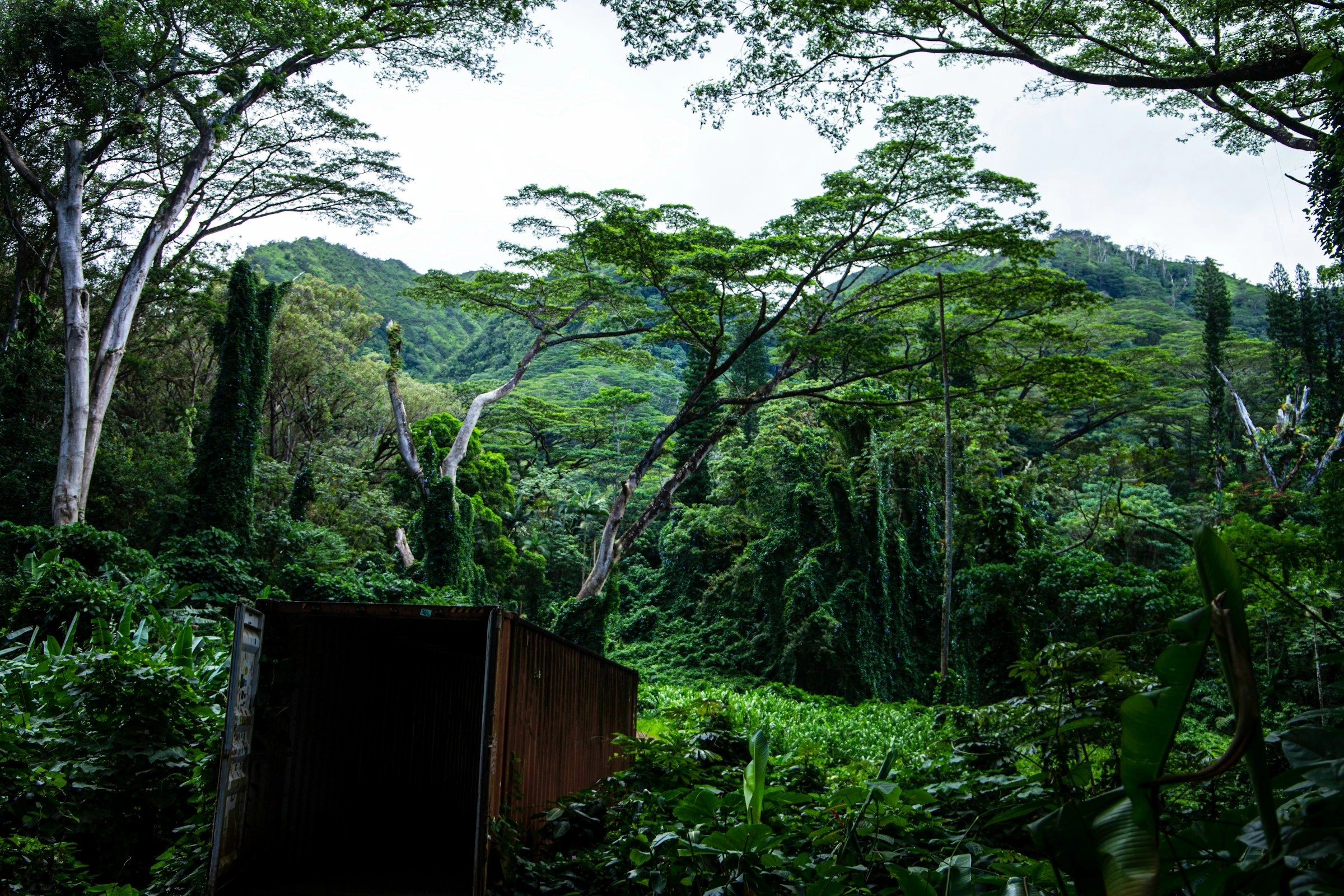 Lush Tropical Jungle Vista