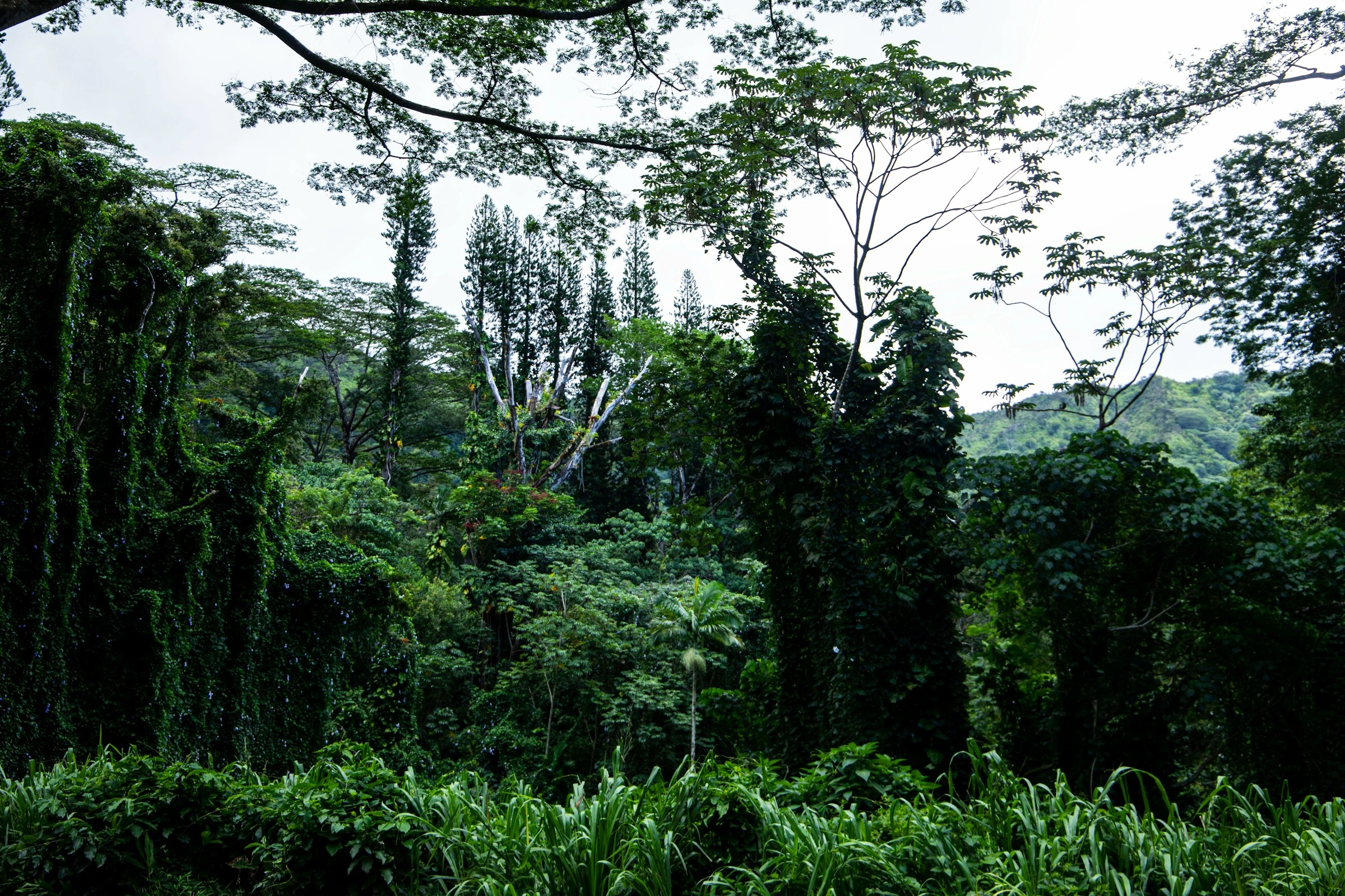 Lush Tropical Rainforest Canopy